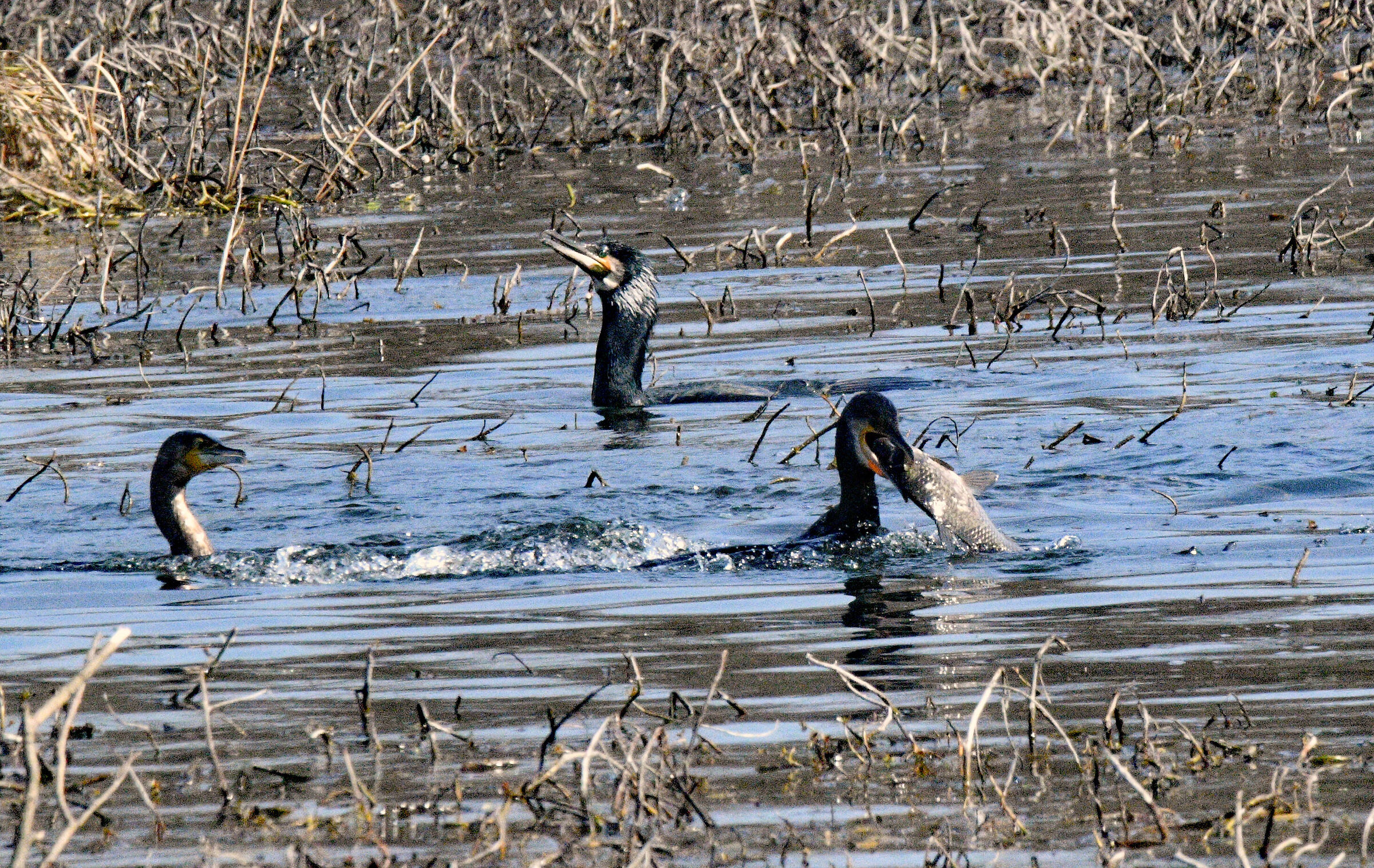 Il pranzo è servito