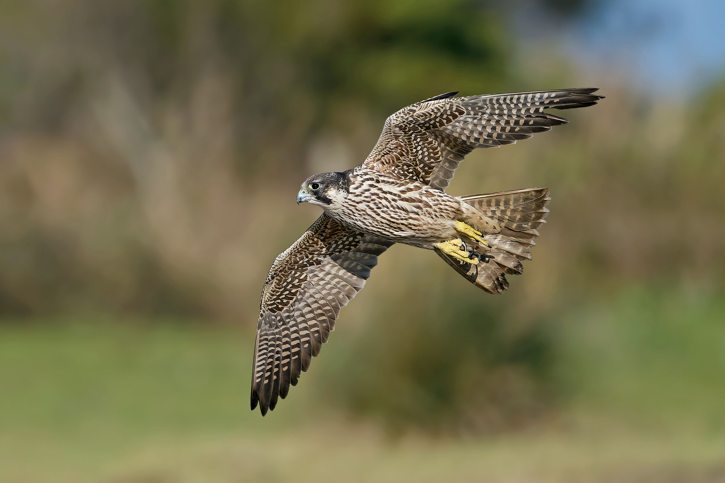 Peregrine falcon "Calidus" (Siberian subspecies)