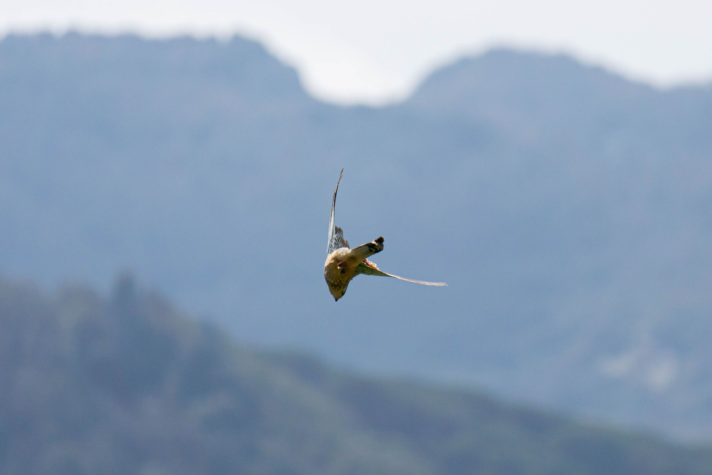 Gheppio contorsionista in volo