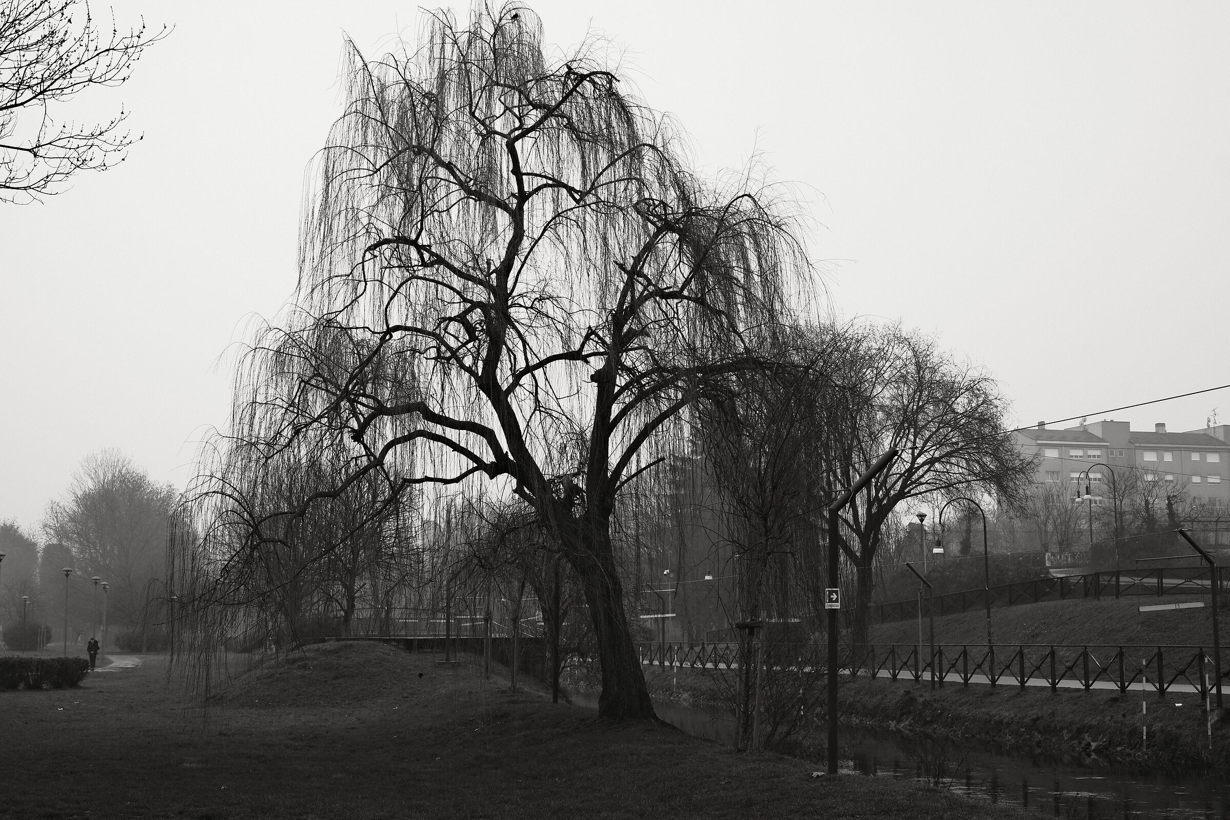 Prime prove con la nuova Fuji X-T50 1/2