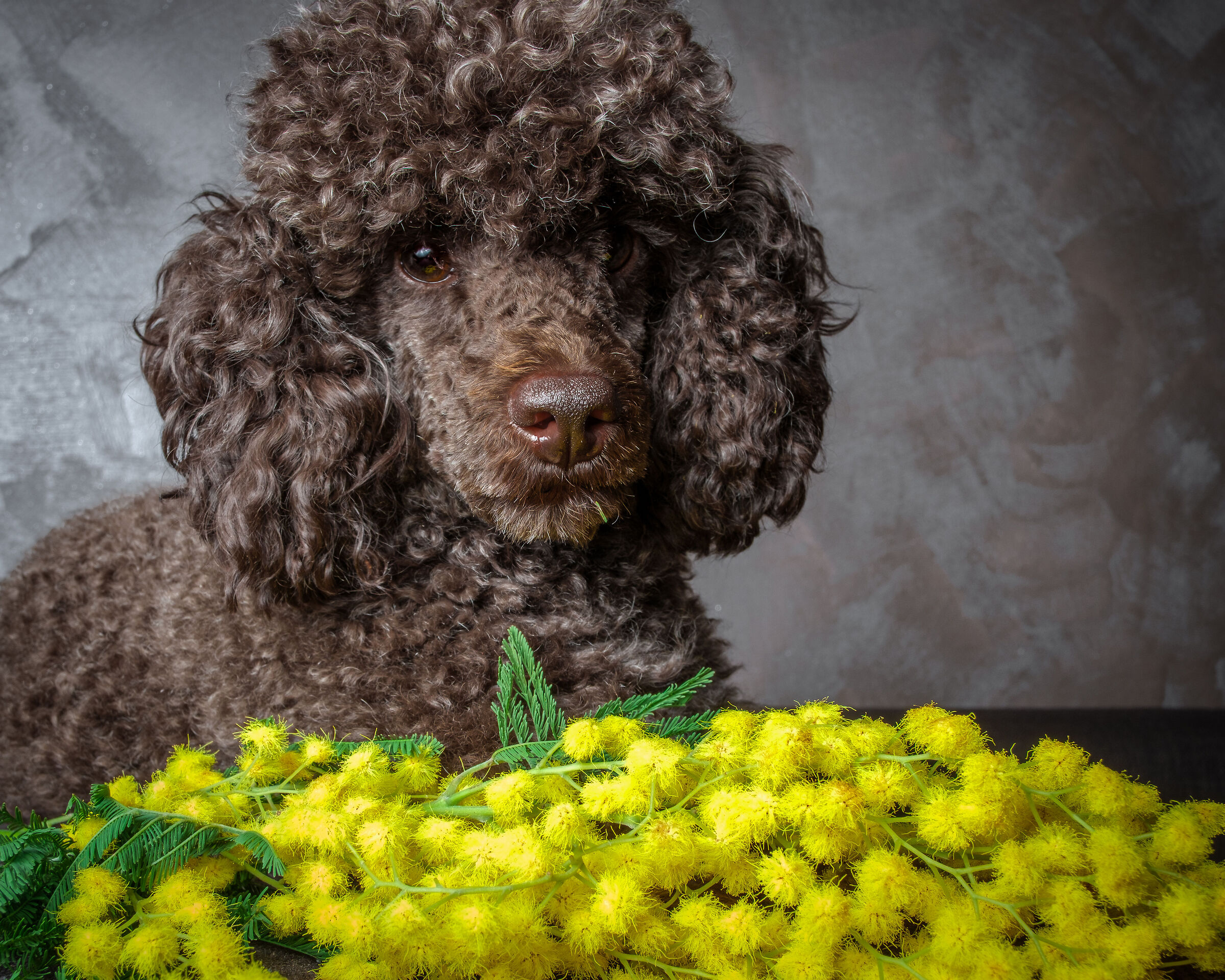 Noce e la mimosa
