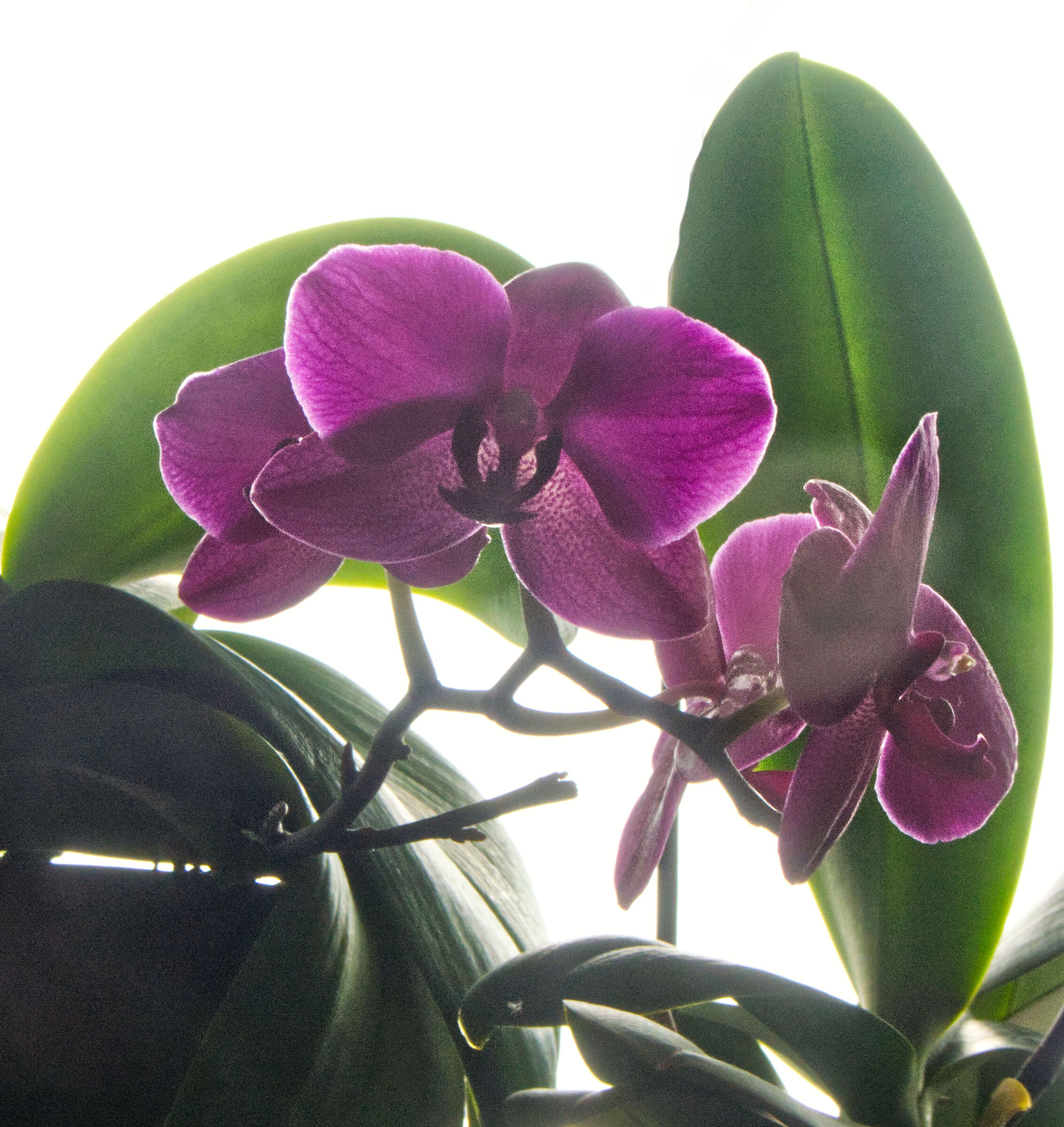 Orchid