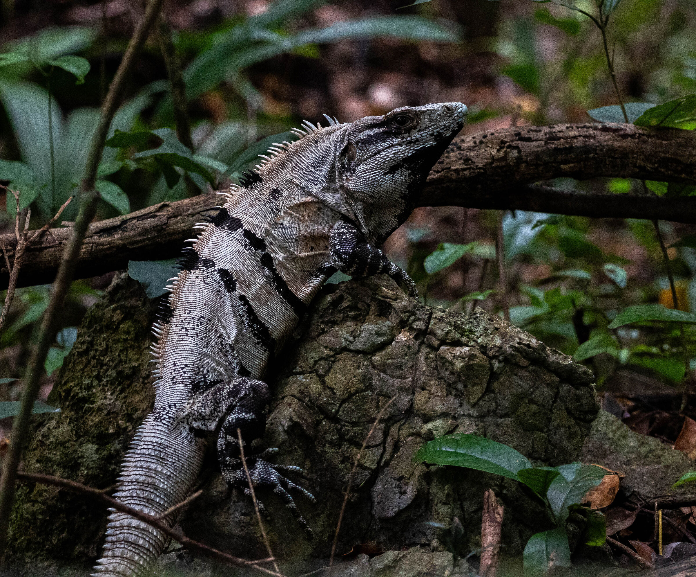 iguana yucateca
