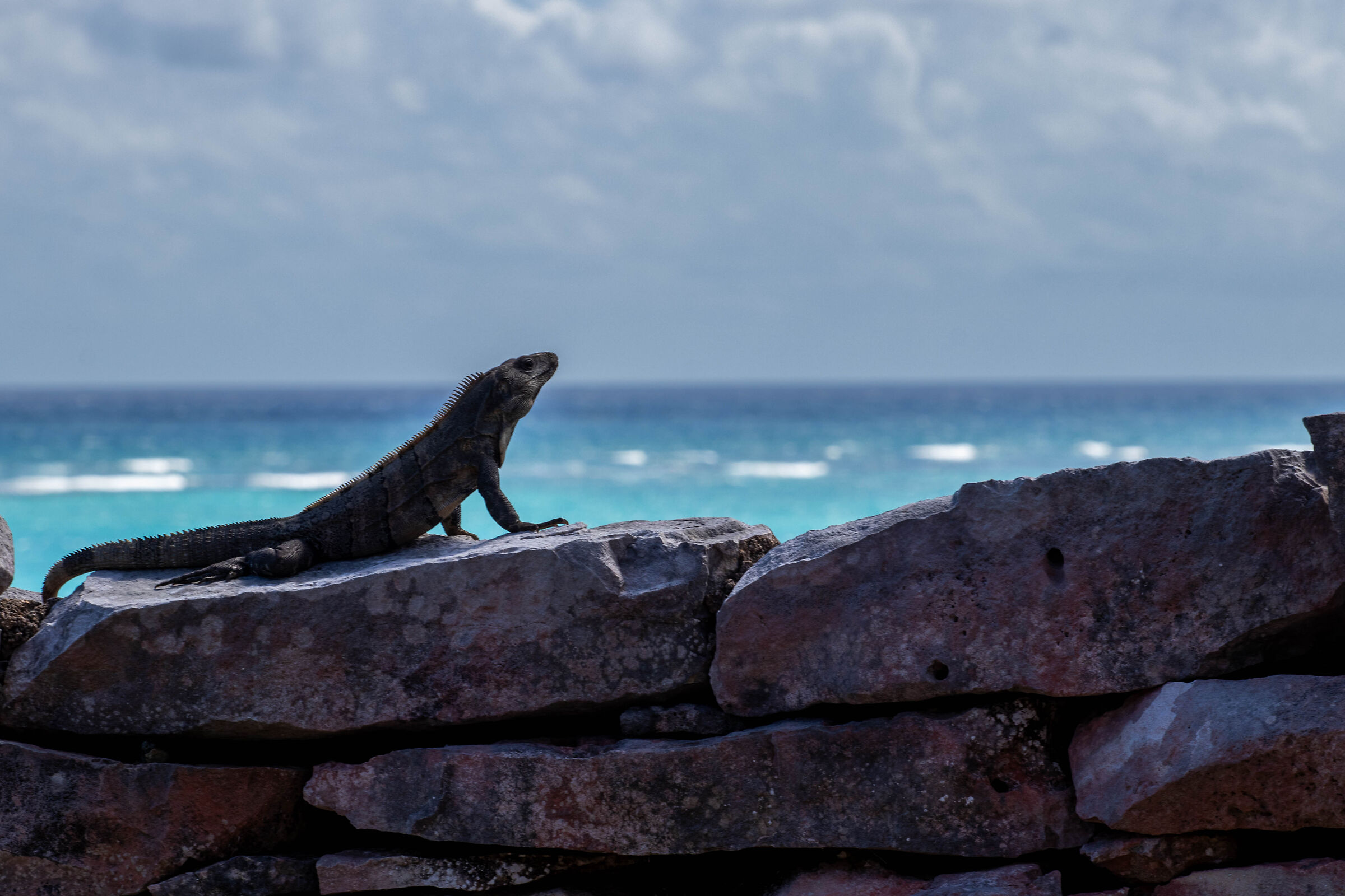 iguana yucateca