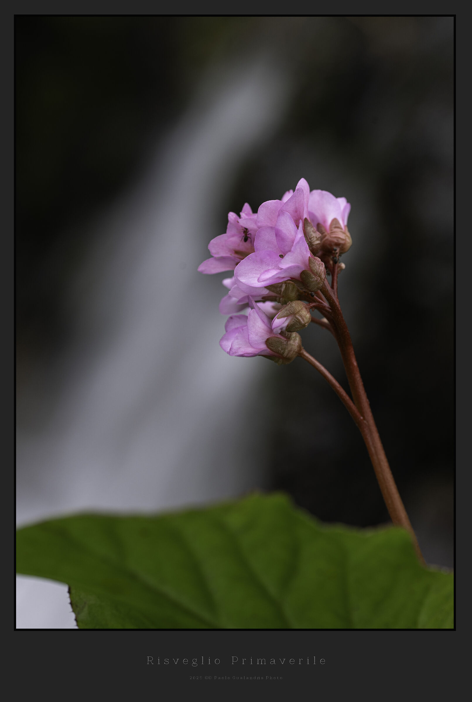Risveglio Primaverile