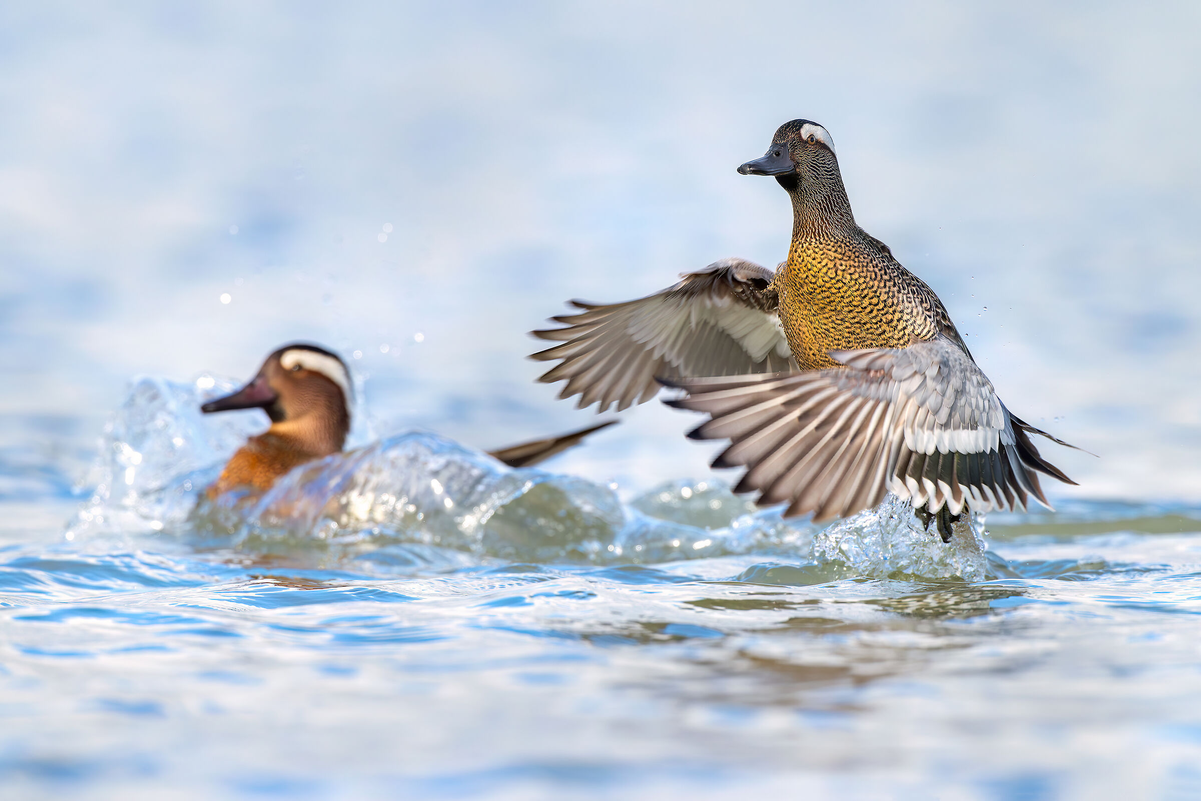 Garganey