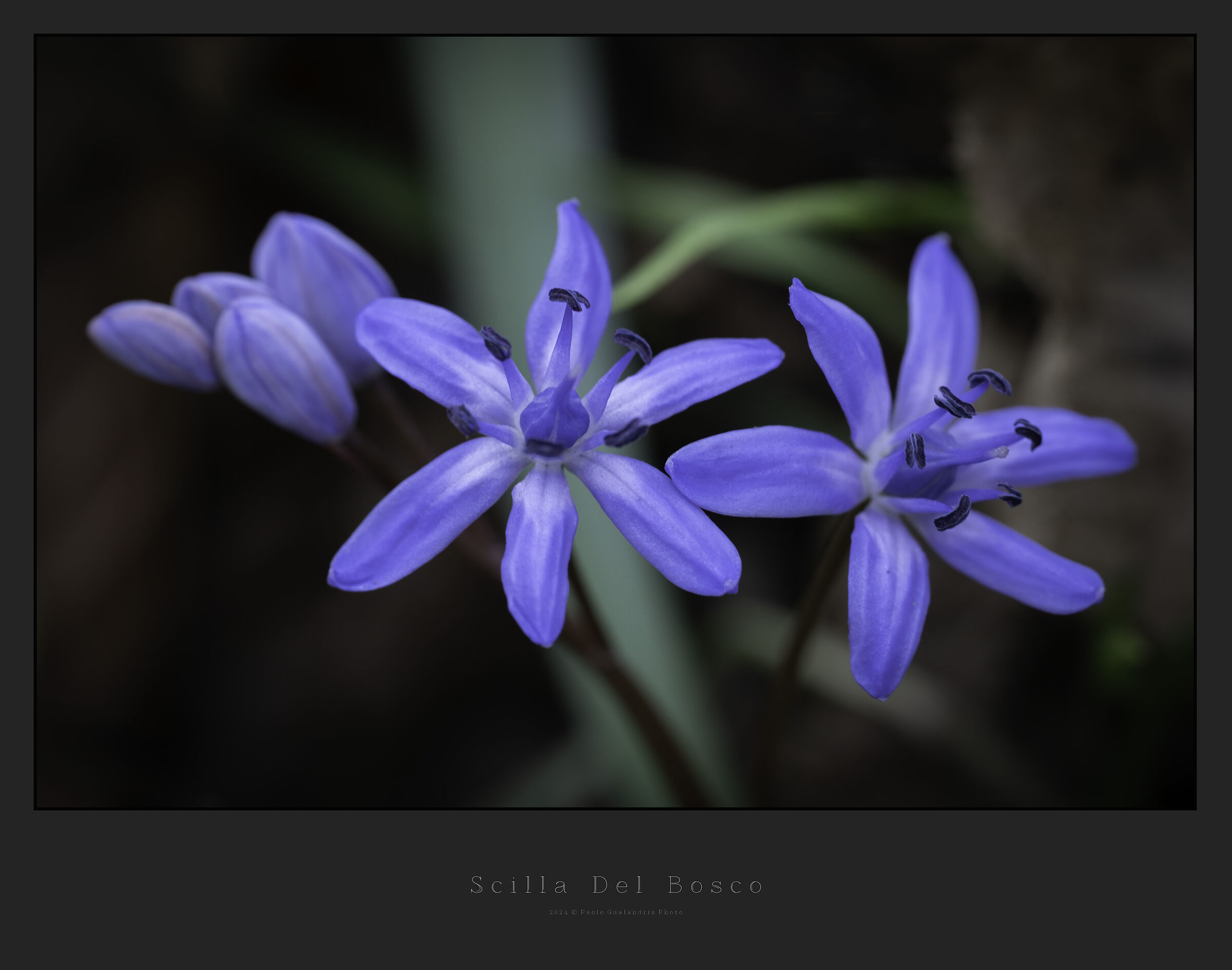 Scilla Del Bosco