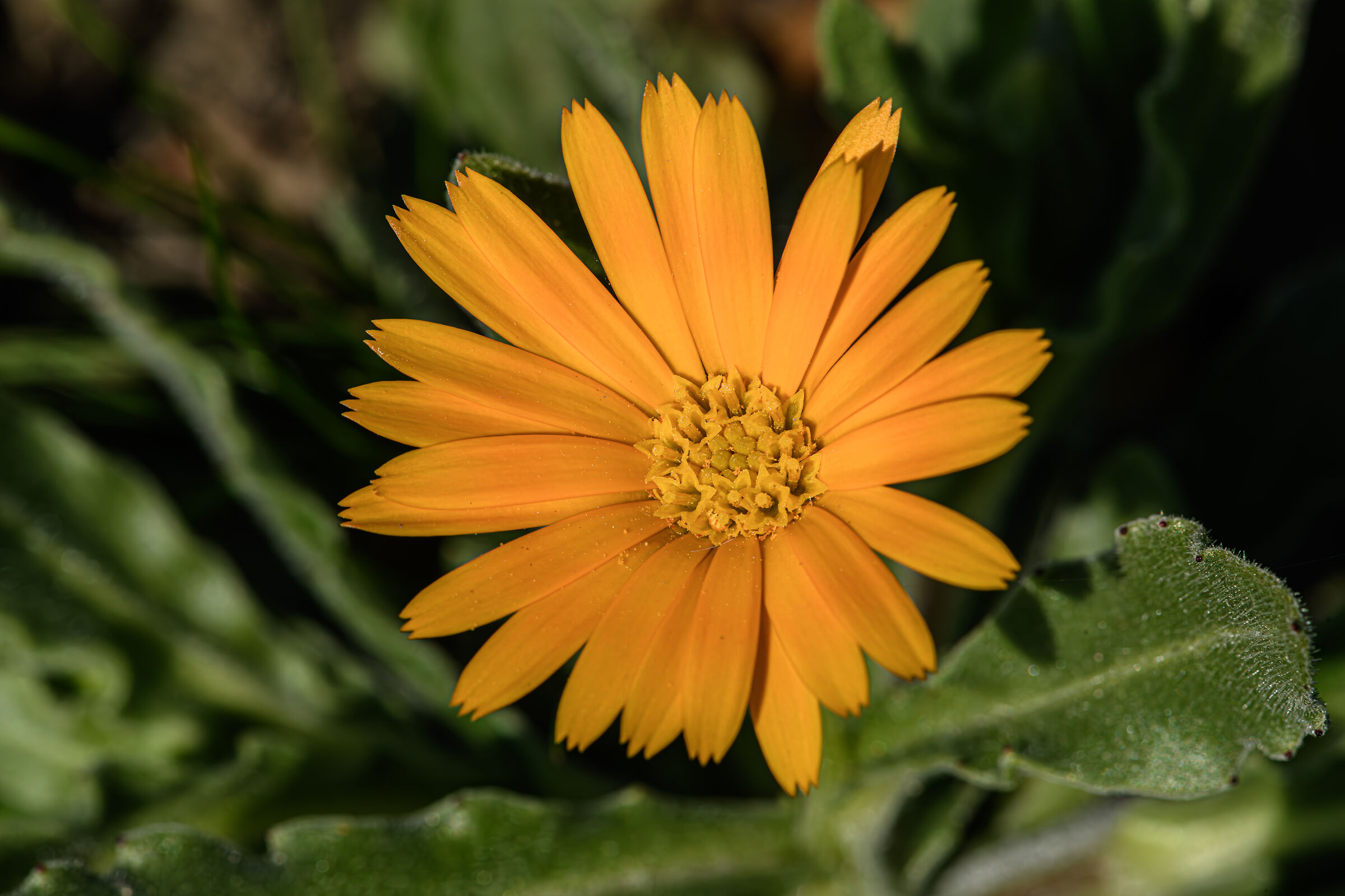 Calendula Arvensis