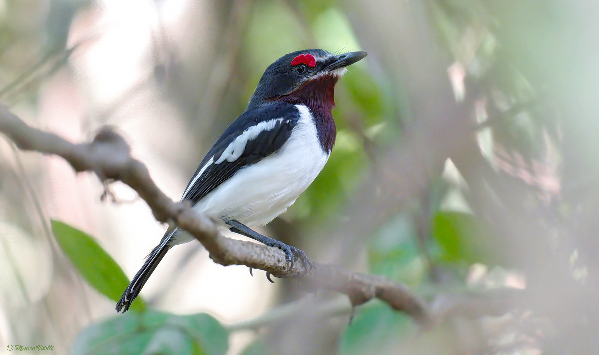Occhio bargiglio dal collo marrone Platysteira cyanea
