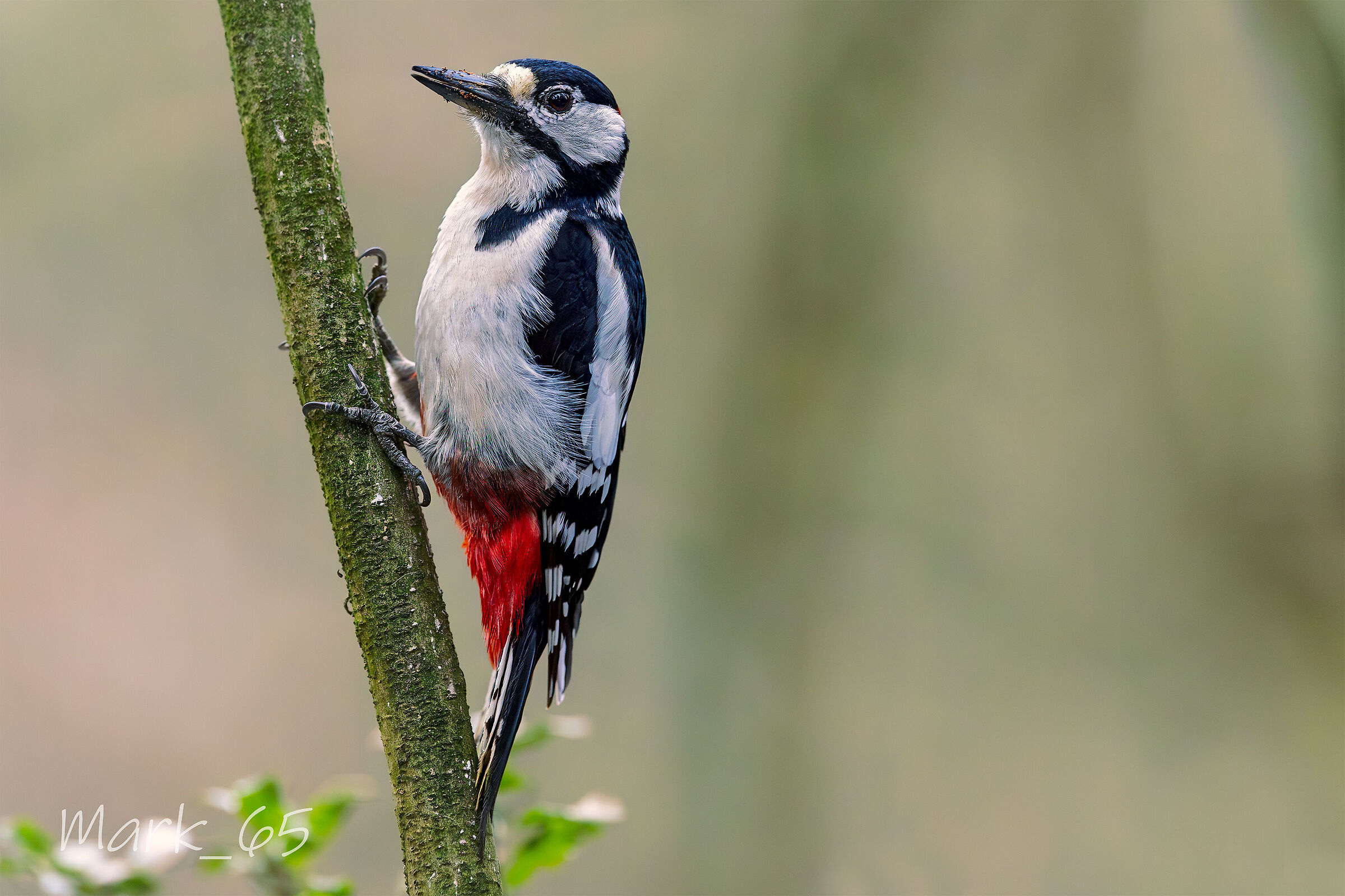 picchio rosso maggiore