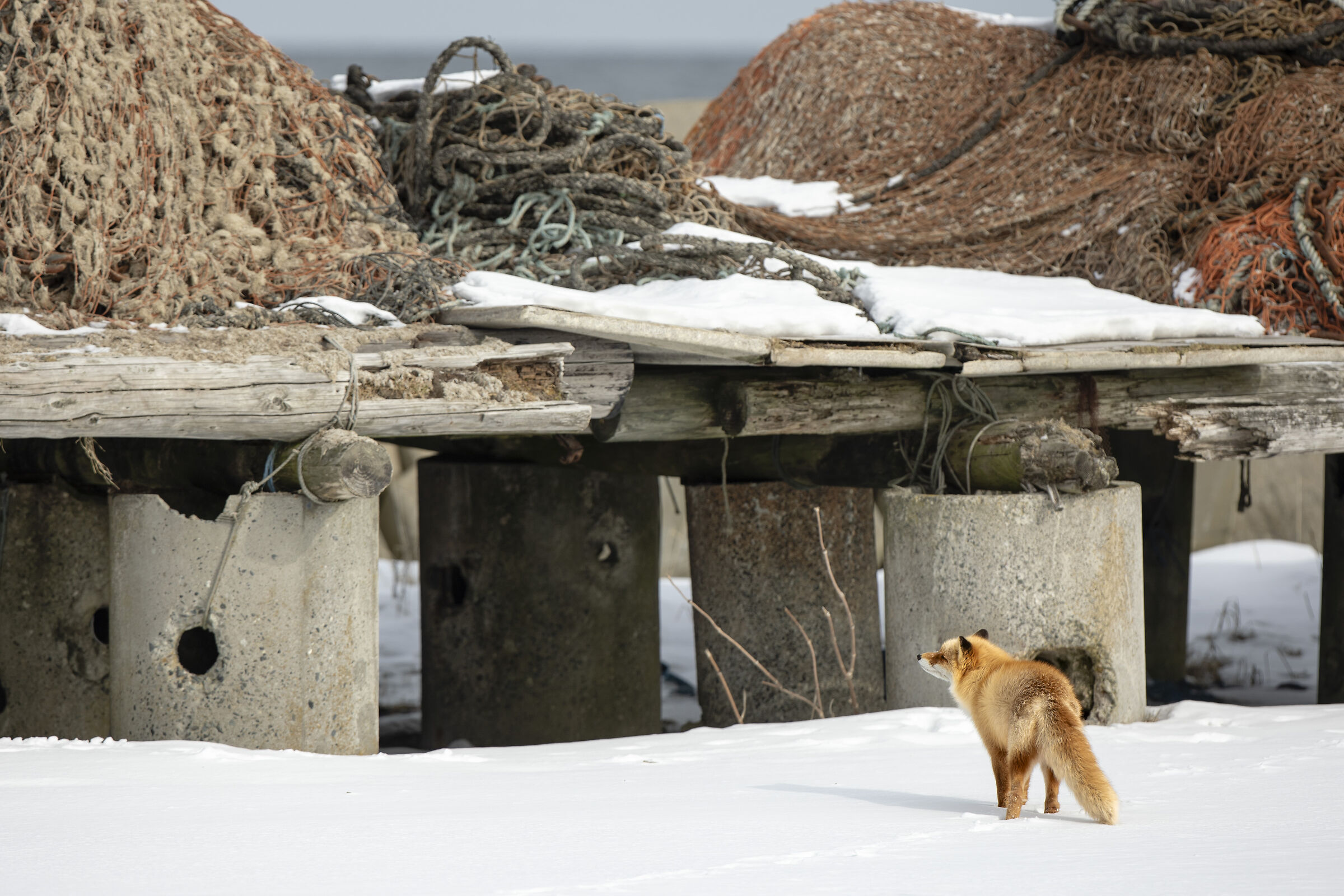 2025 Winter, Hokkaido Nature