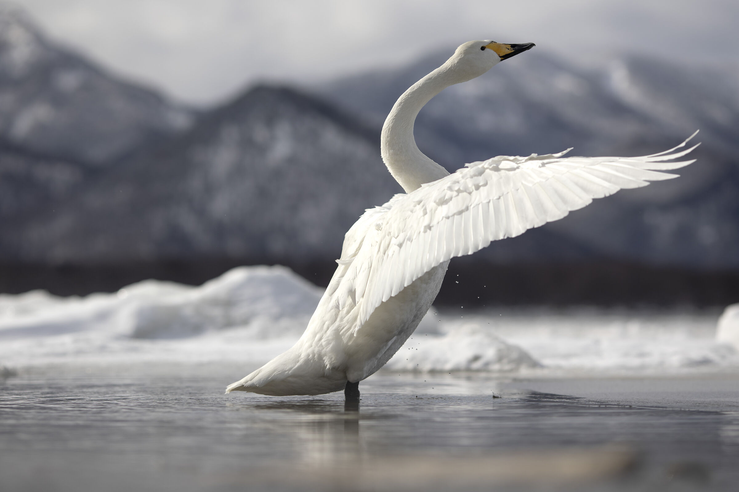 2025 Winter, Hokkaido Nature