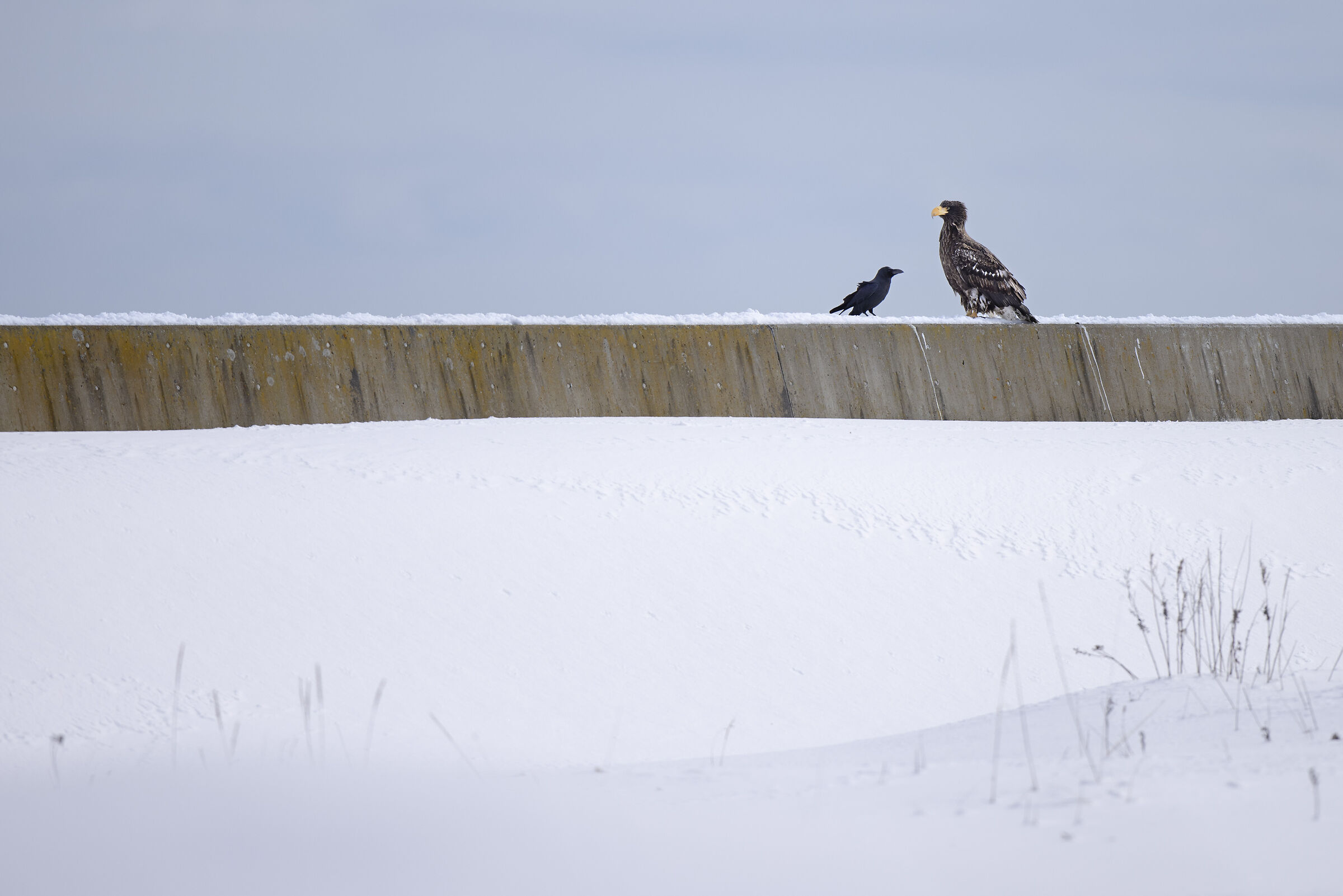 2025 Winter, Hokkaido Nature