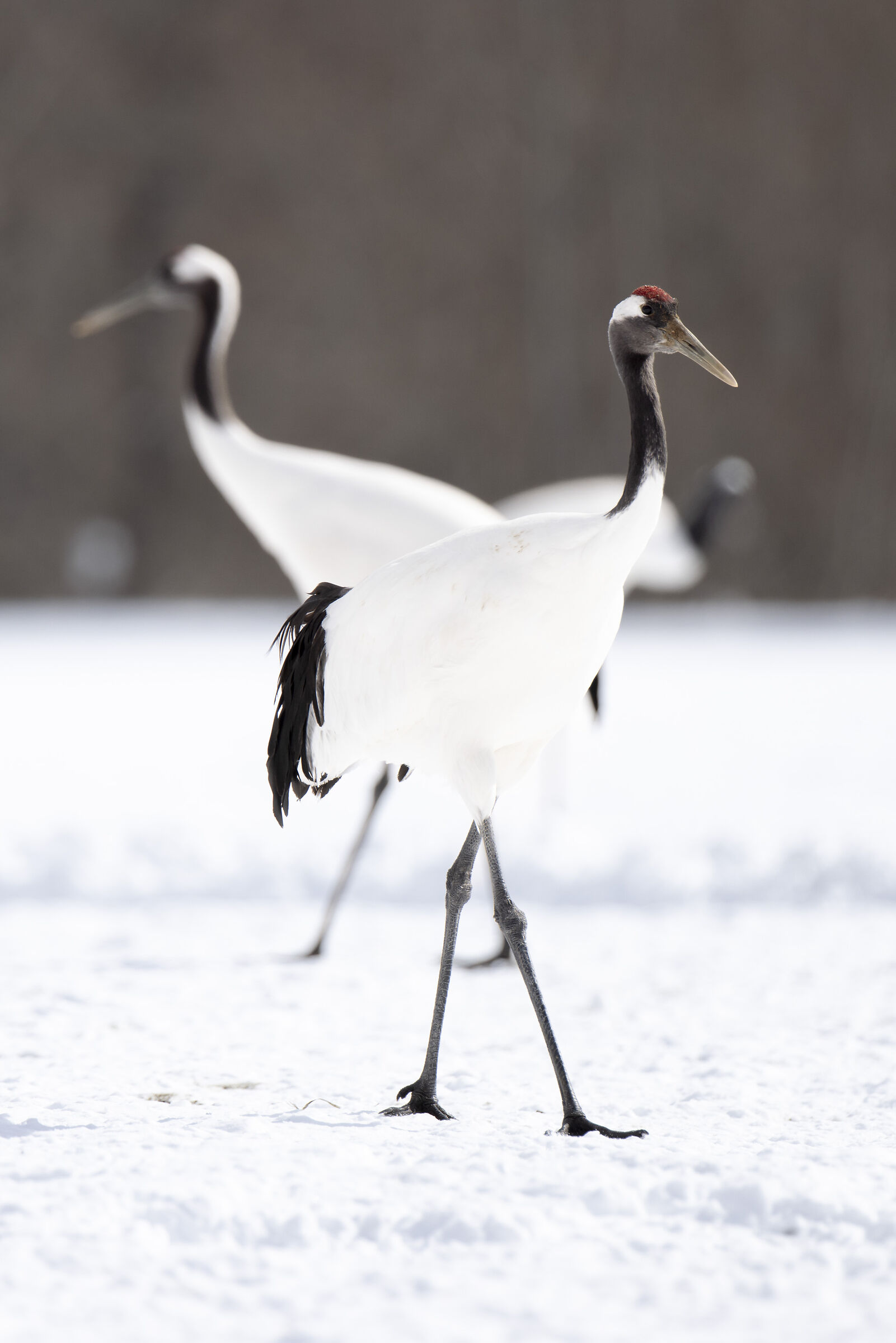 2025 Winter, Hokkaido Nature