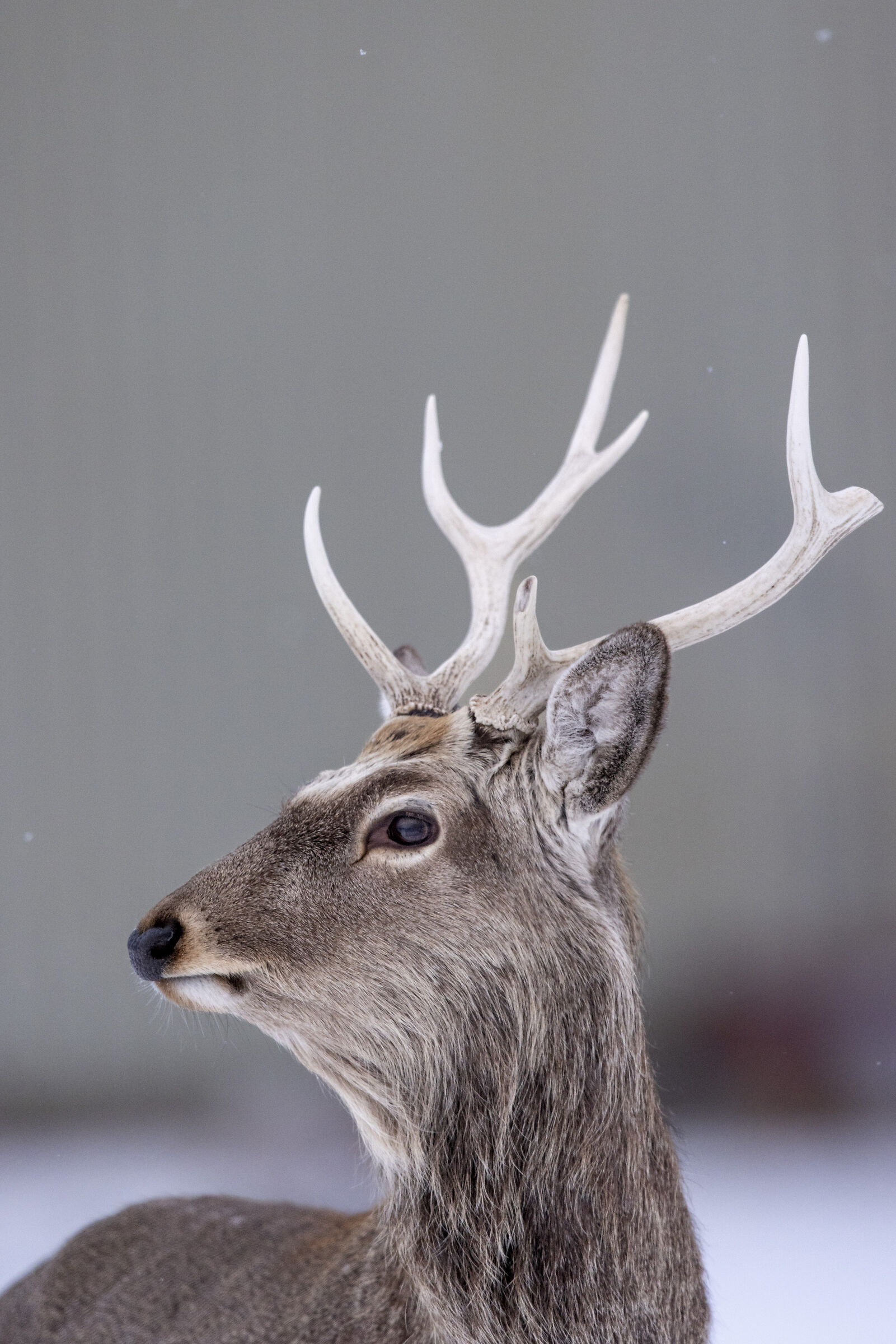 2025 Winter, Hokkaido Nature