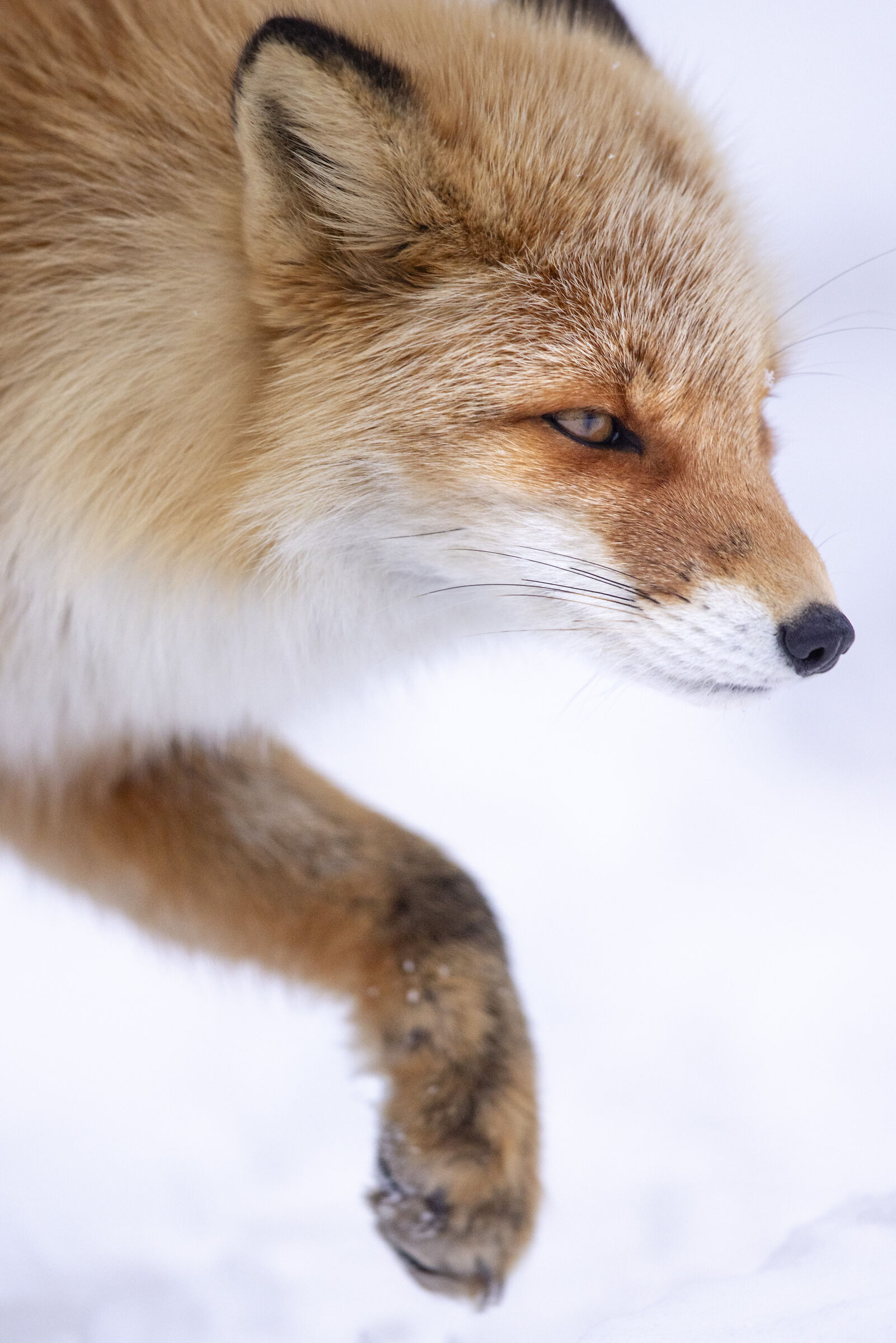 2025 Winter, Hokkaido Nature