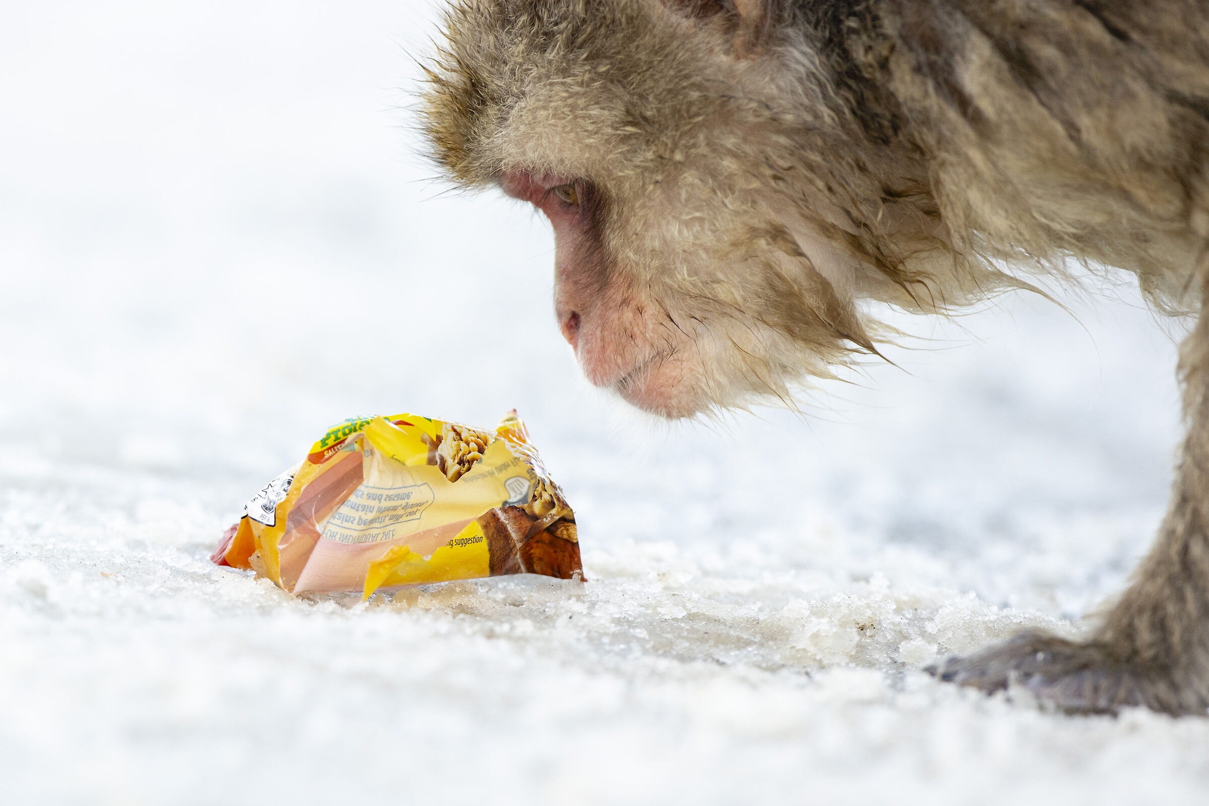 2025 Winter, Hokkaido Nature