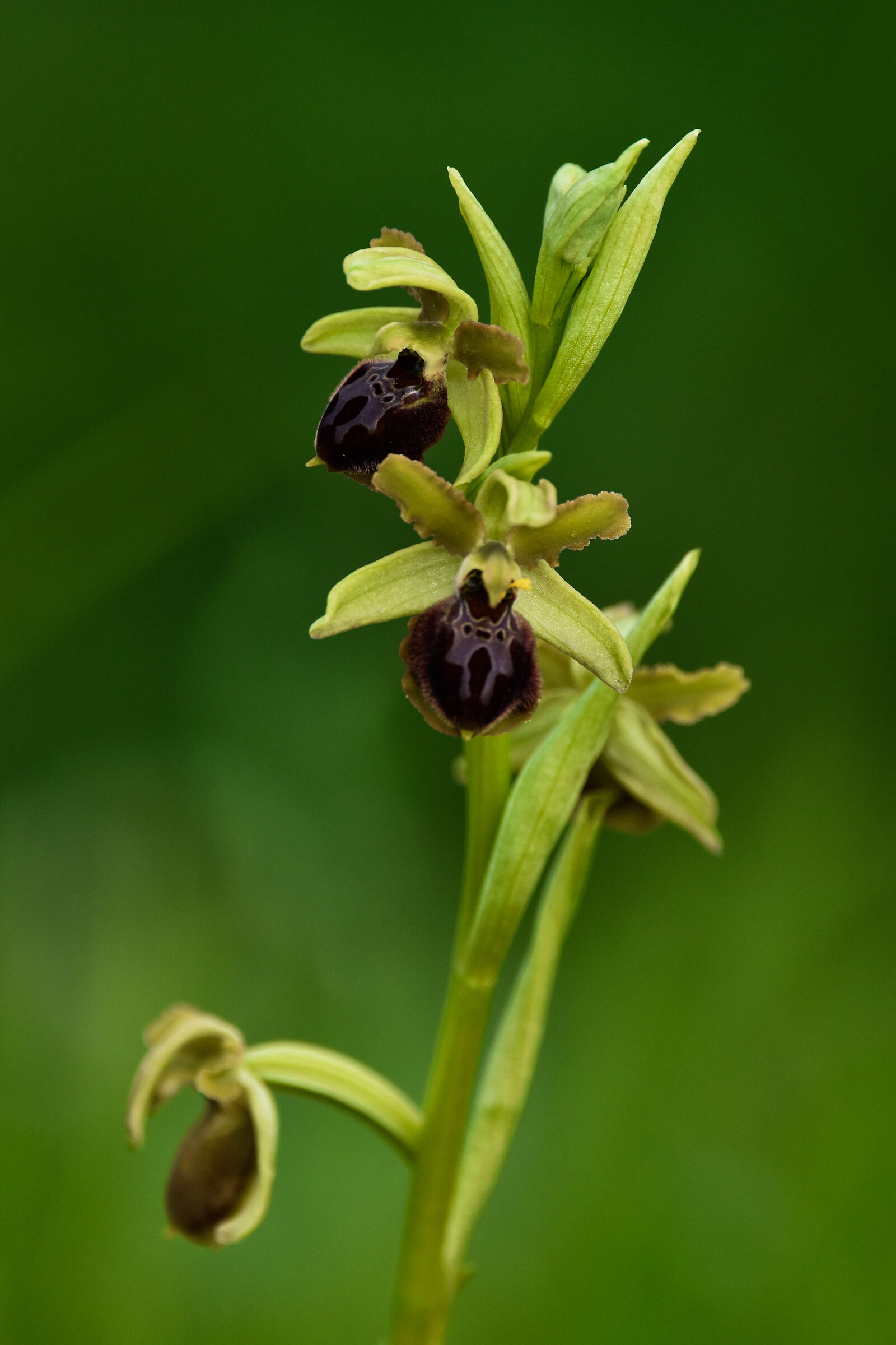 Ophrys incubacea