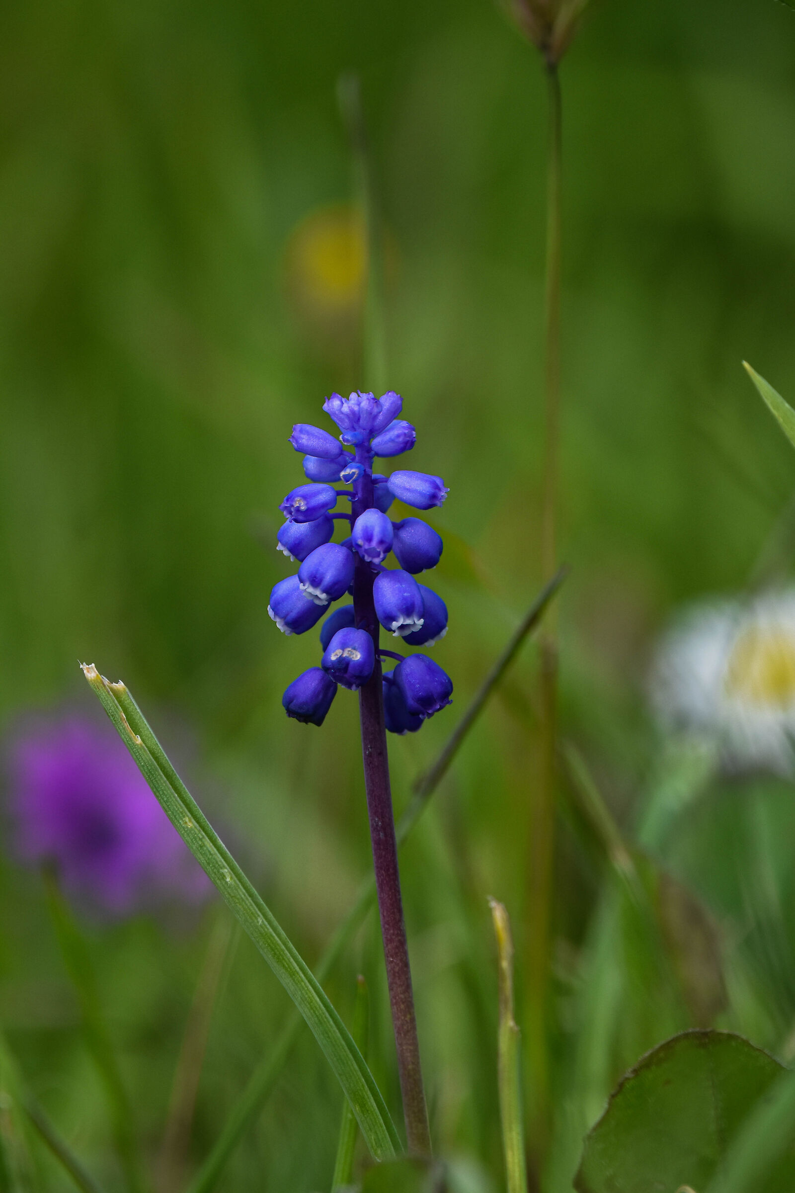Muscari armeniacum