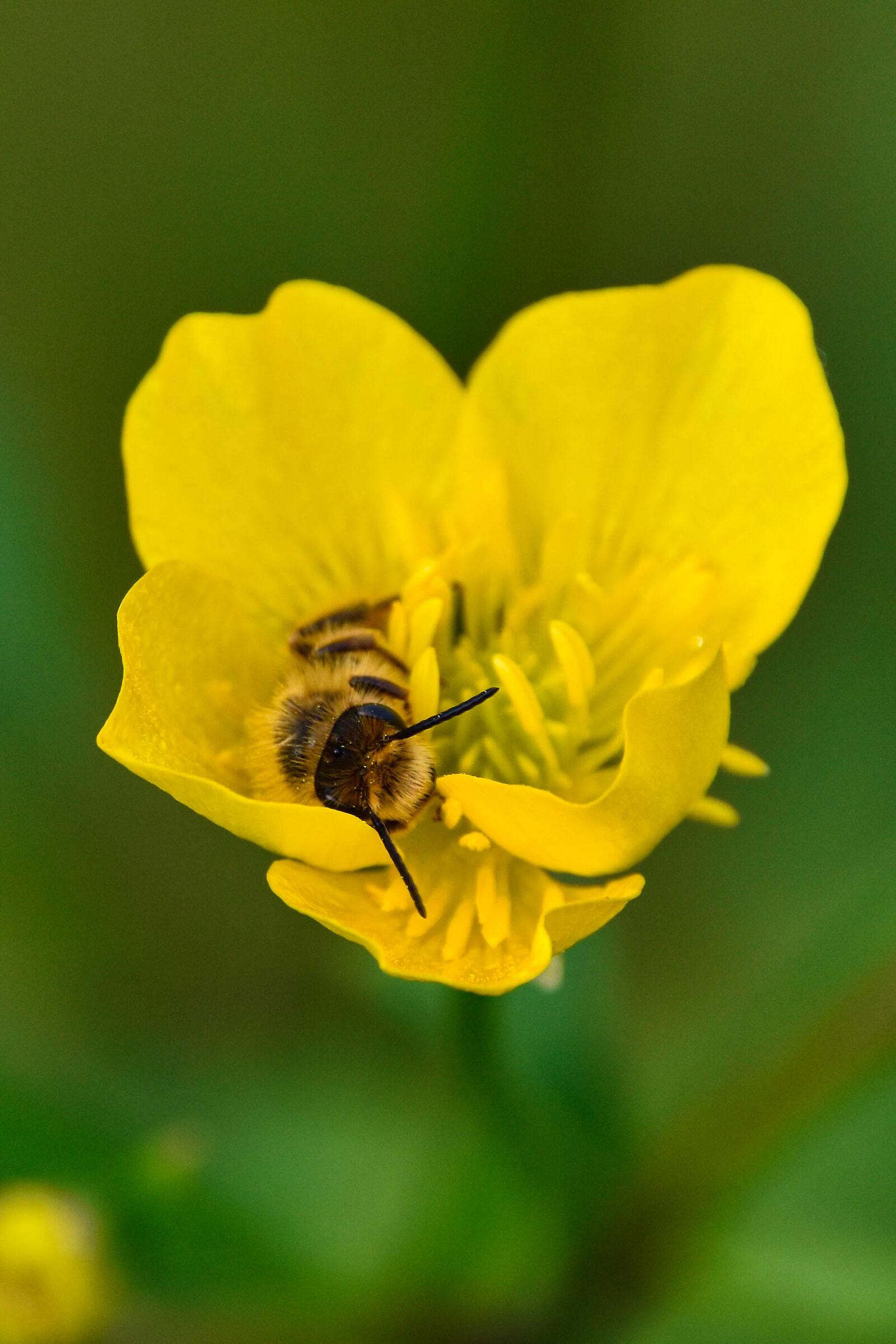 Ape dentro fiore giallo