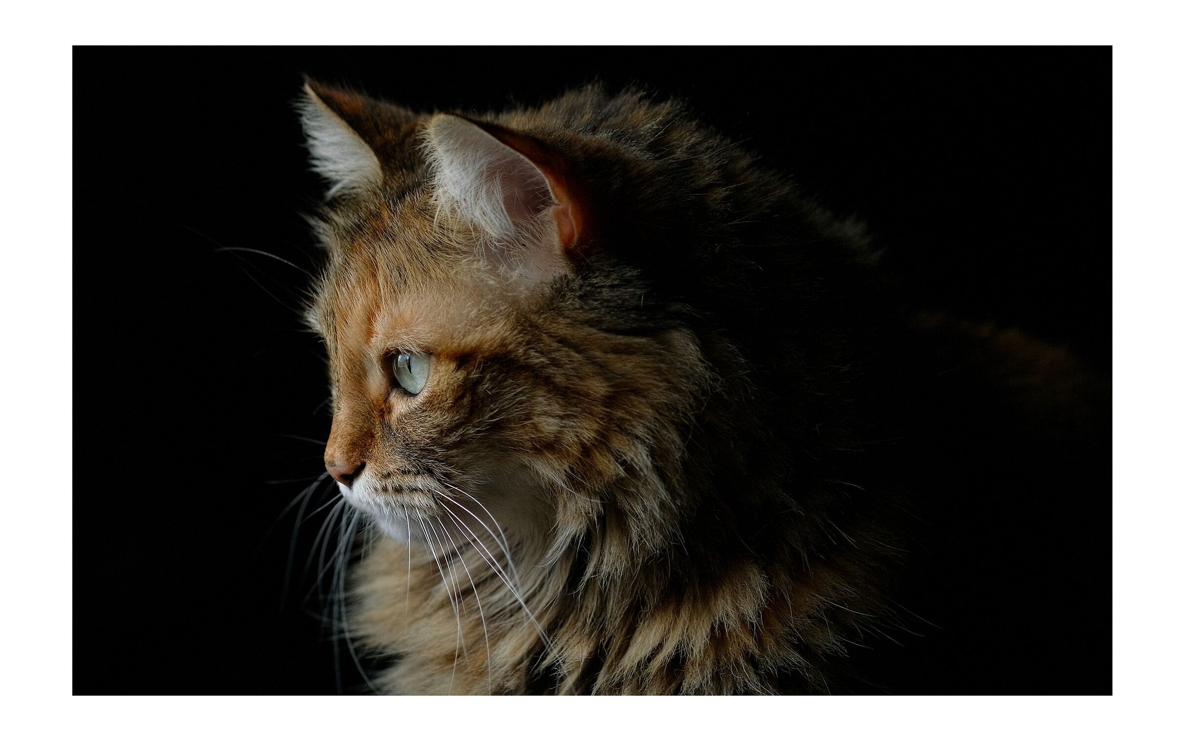 Tina the cat