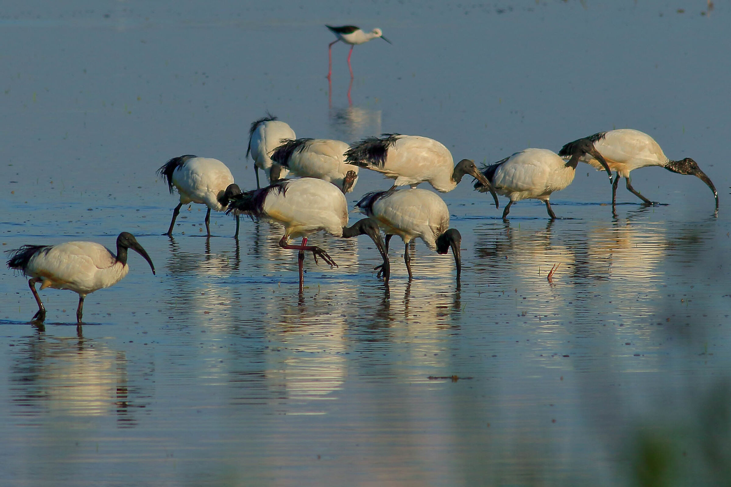 ibis      risaie vercellesi