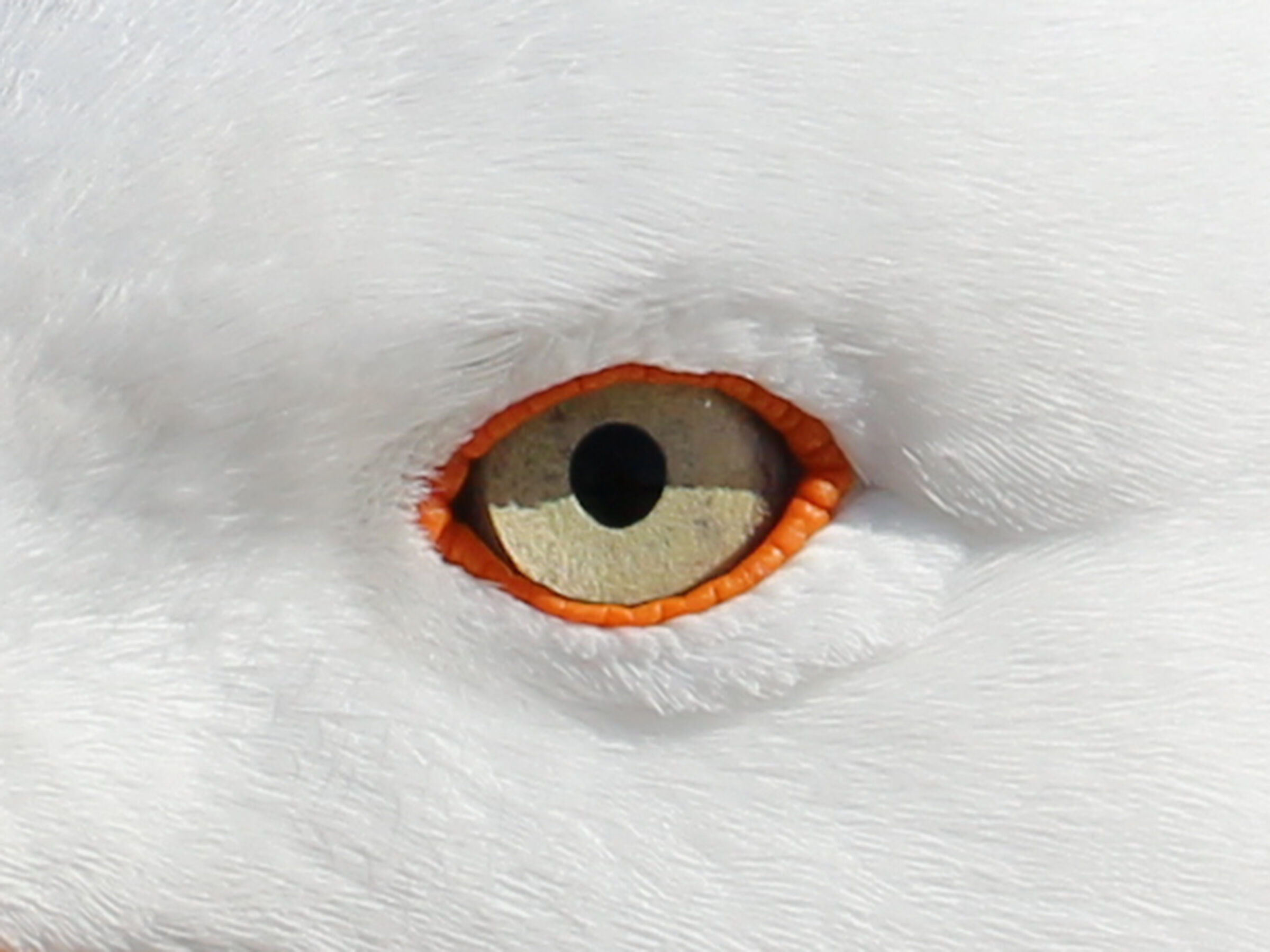 Occhio... del gabbiano...