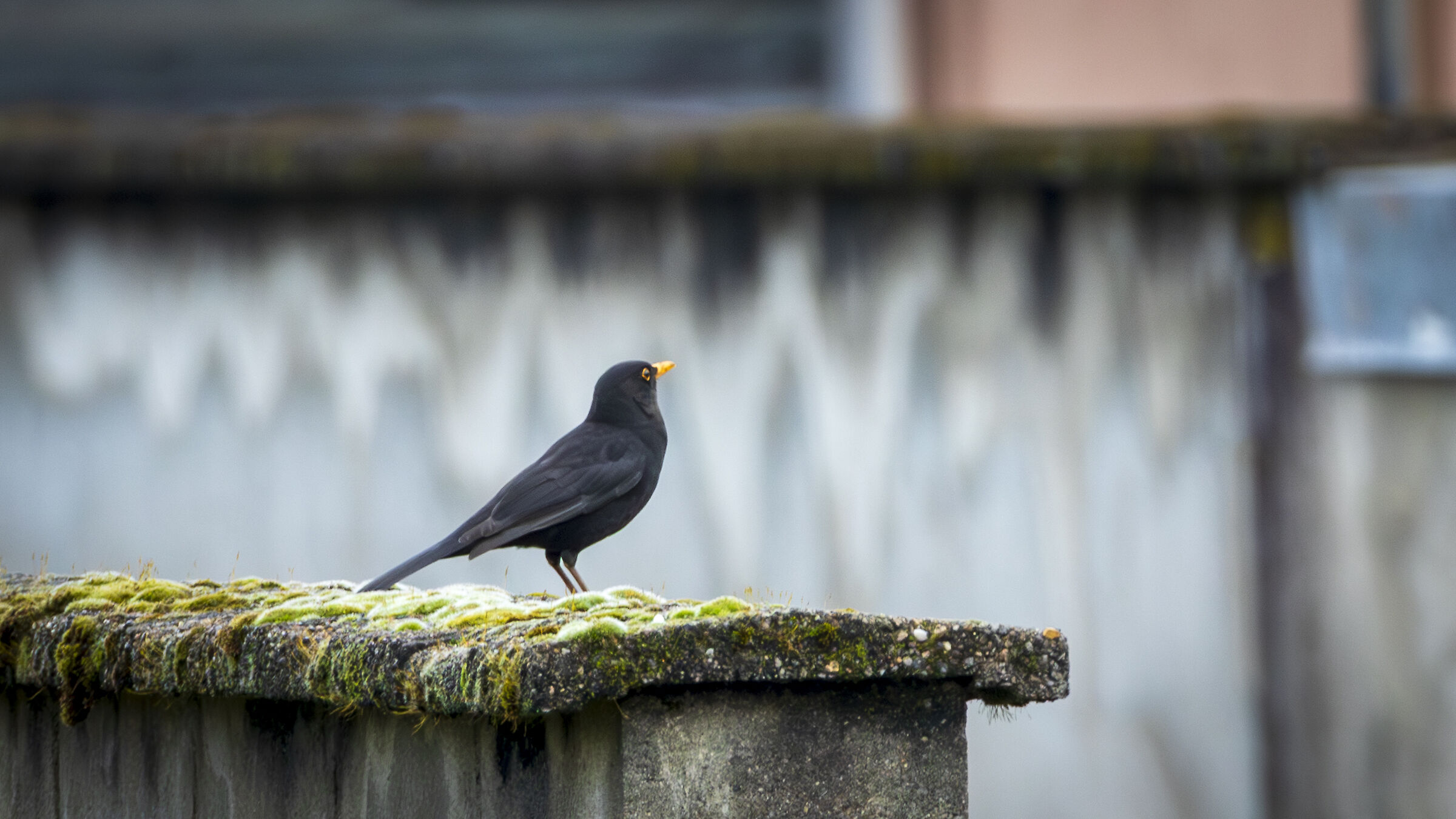 Blackbird