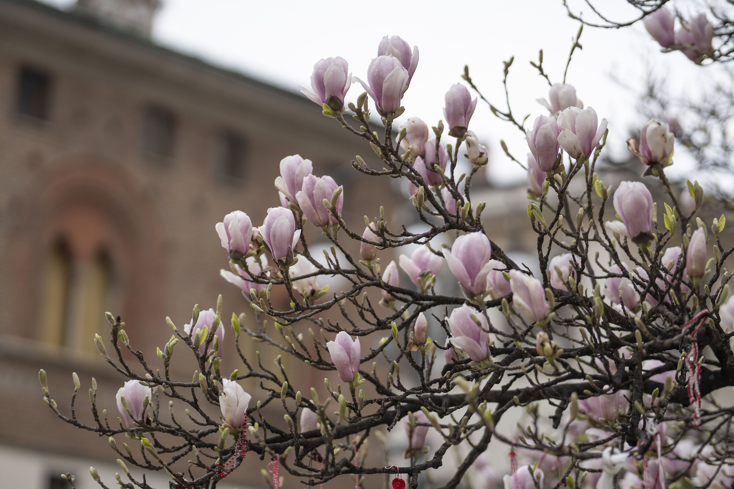 "Magnolia denudata" in Piazza Duomo -10/03/2025, 11:34
