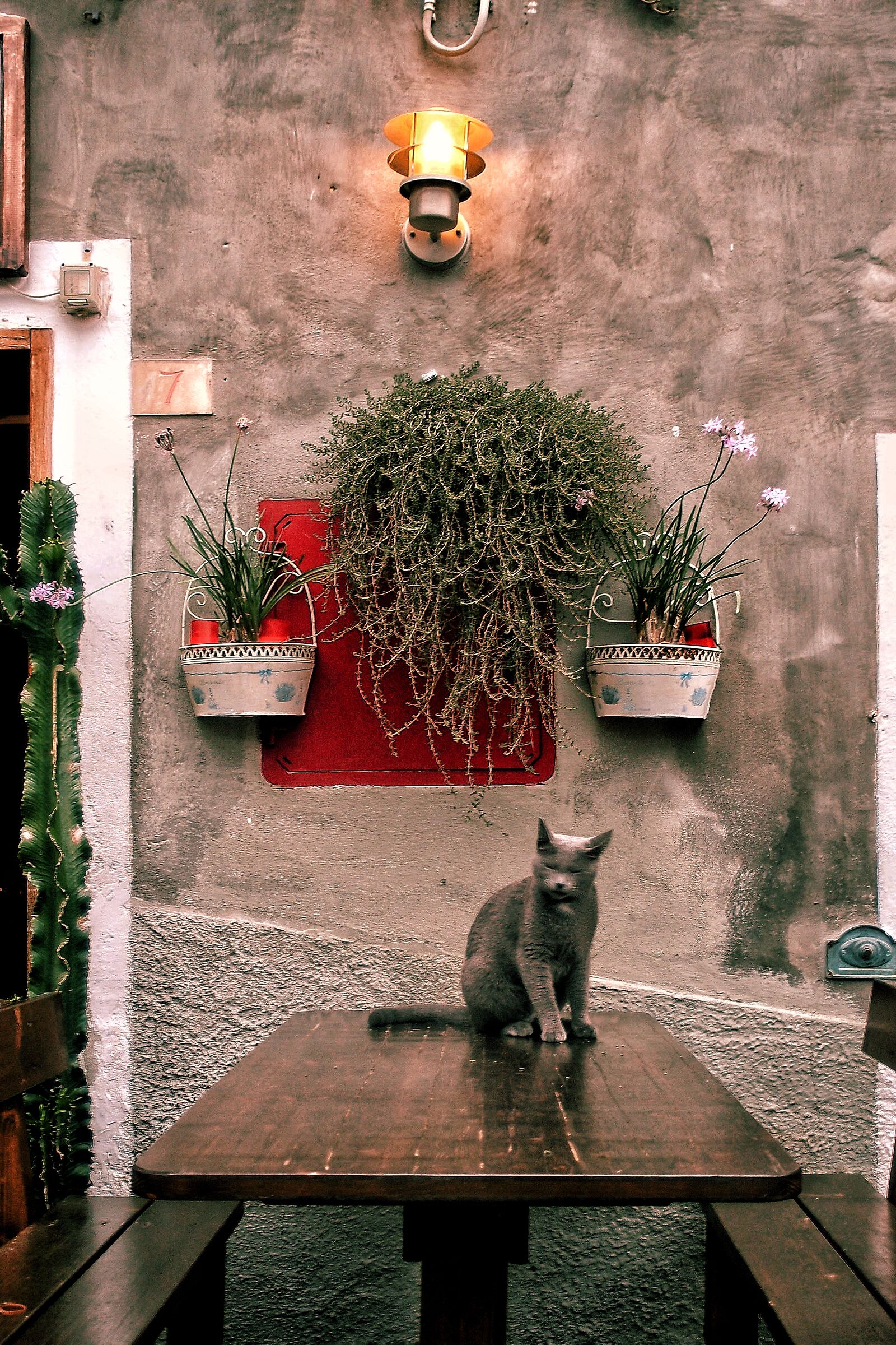 Volevo un gatto nero....
