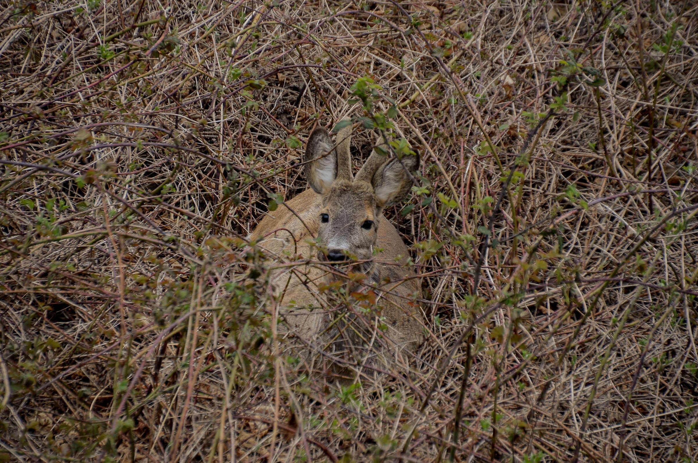 Young roe deer hidden