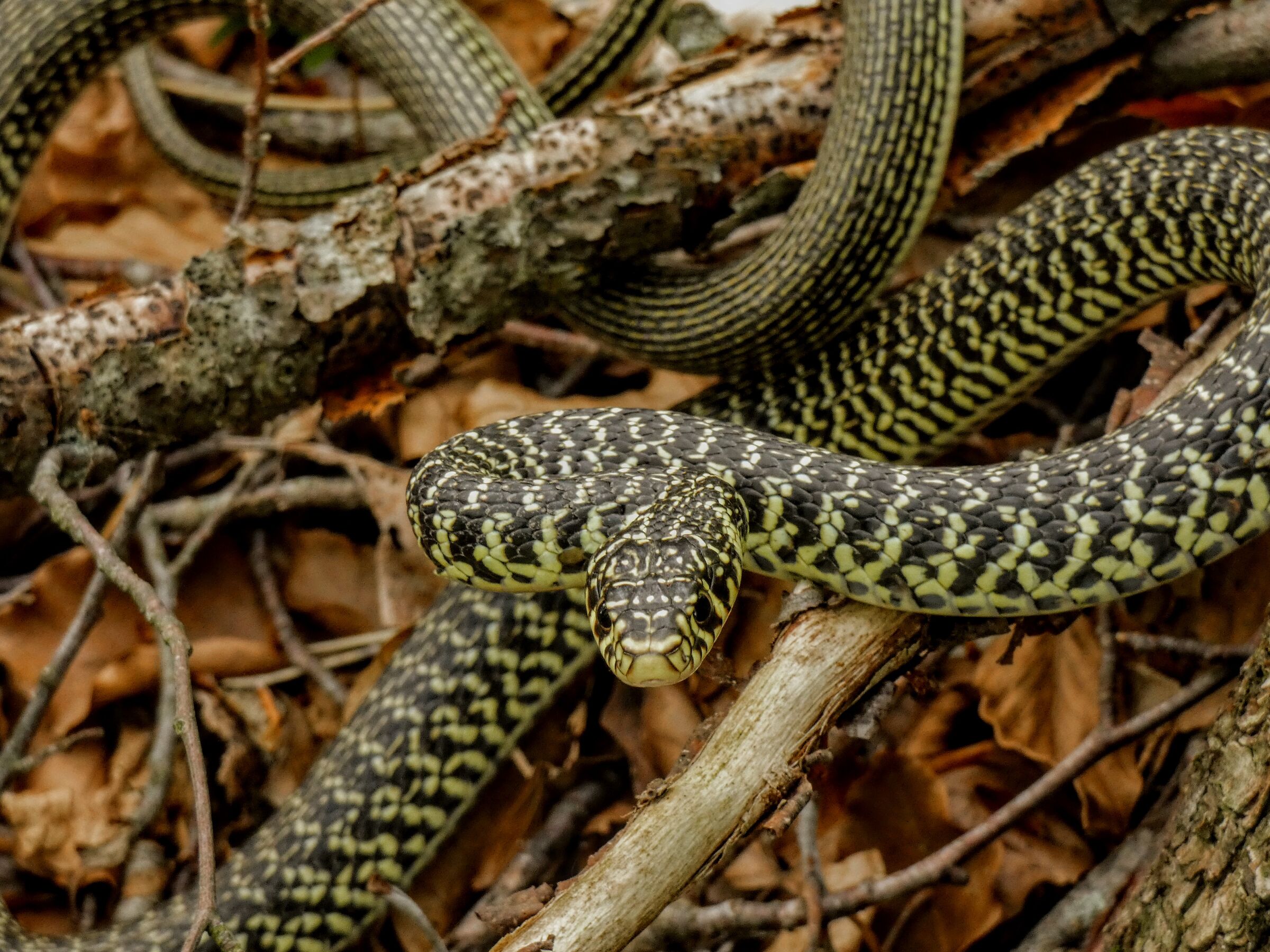 Whip snake