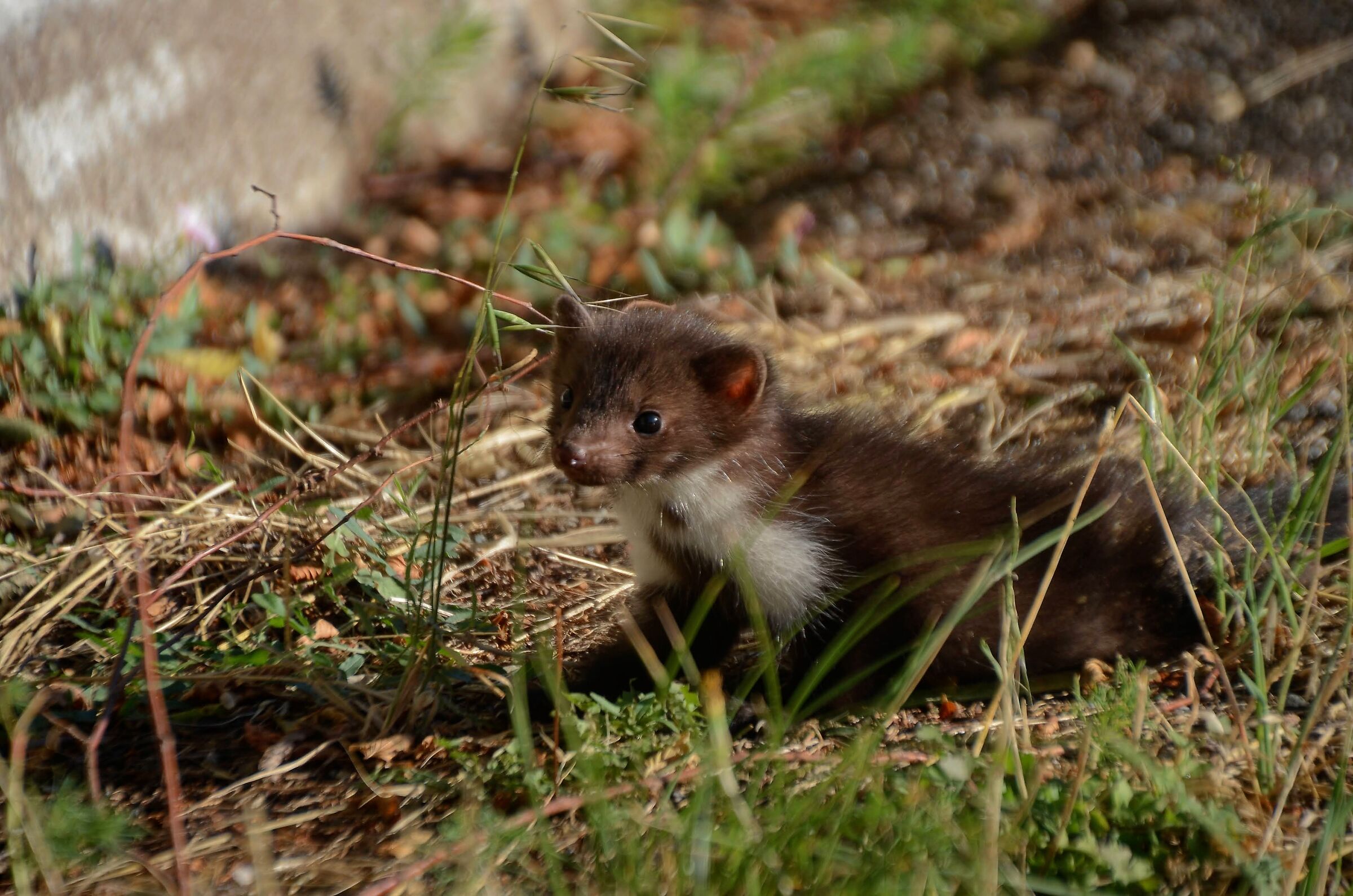 Baby stone marten