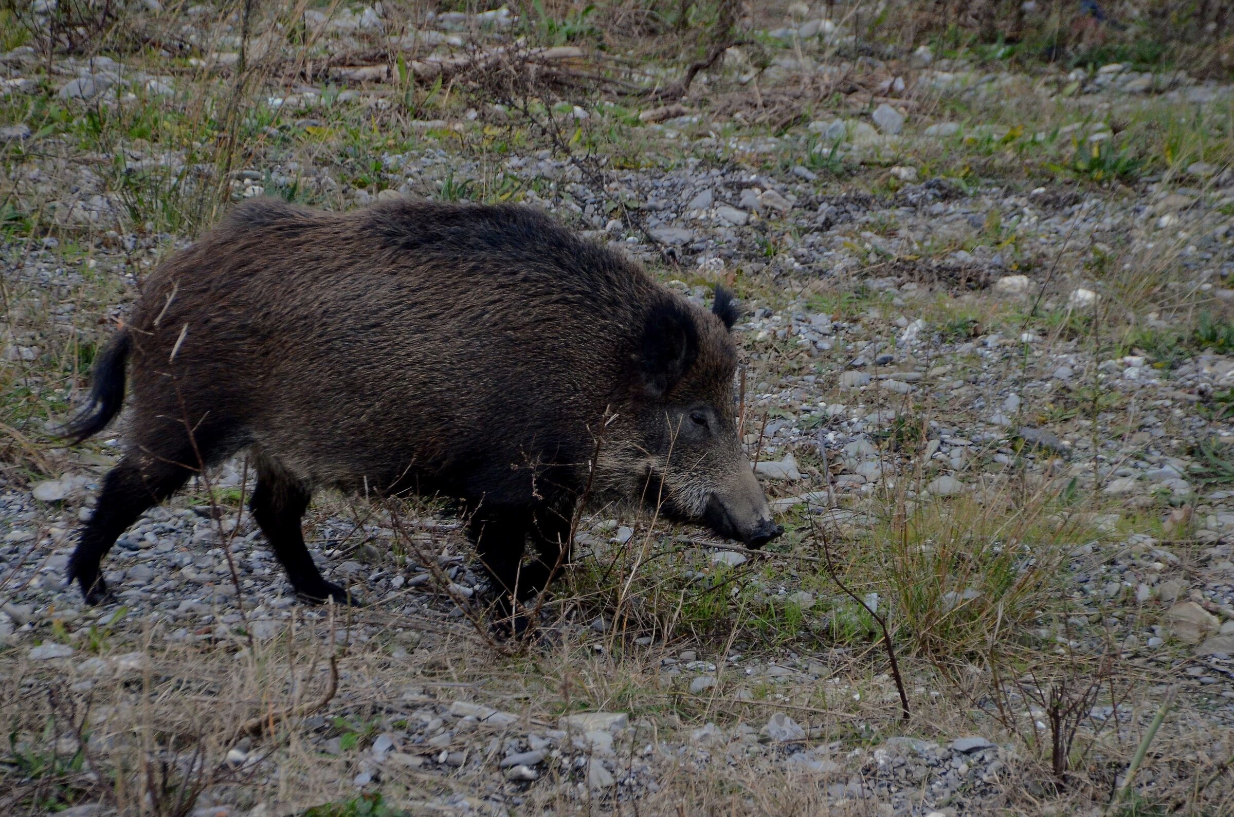 Wild boar in the bed of the Bisagno