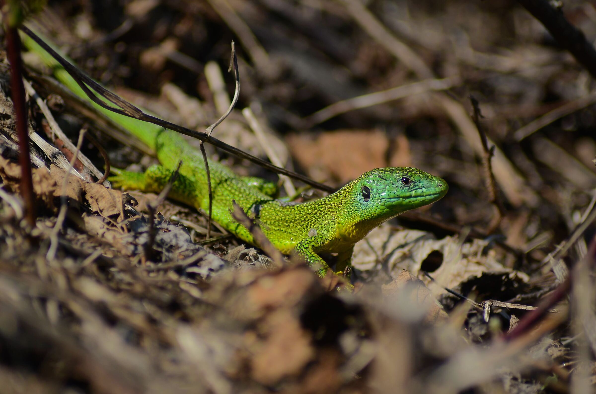 Green lizard