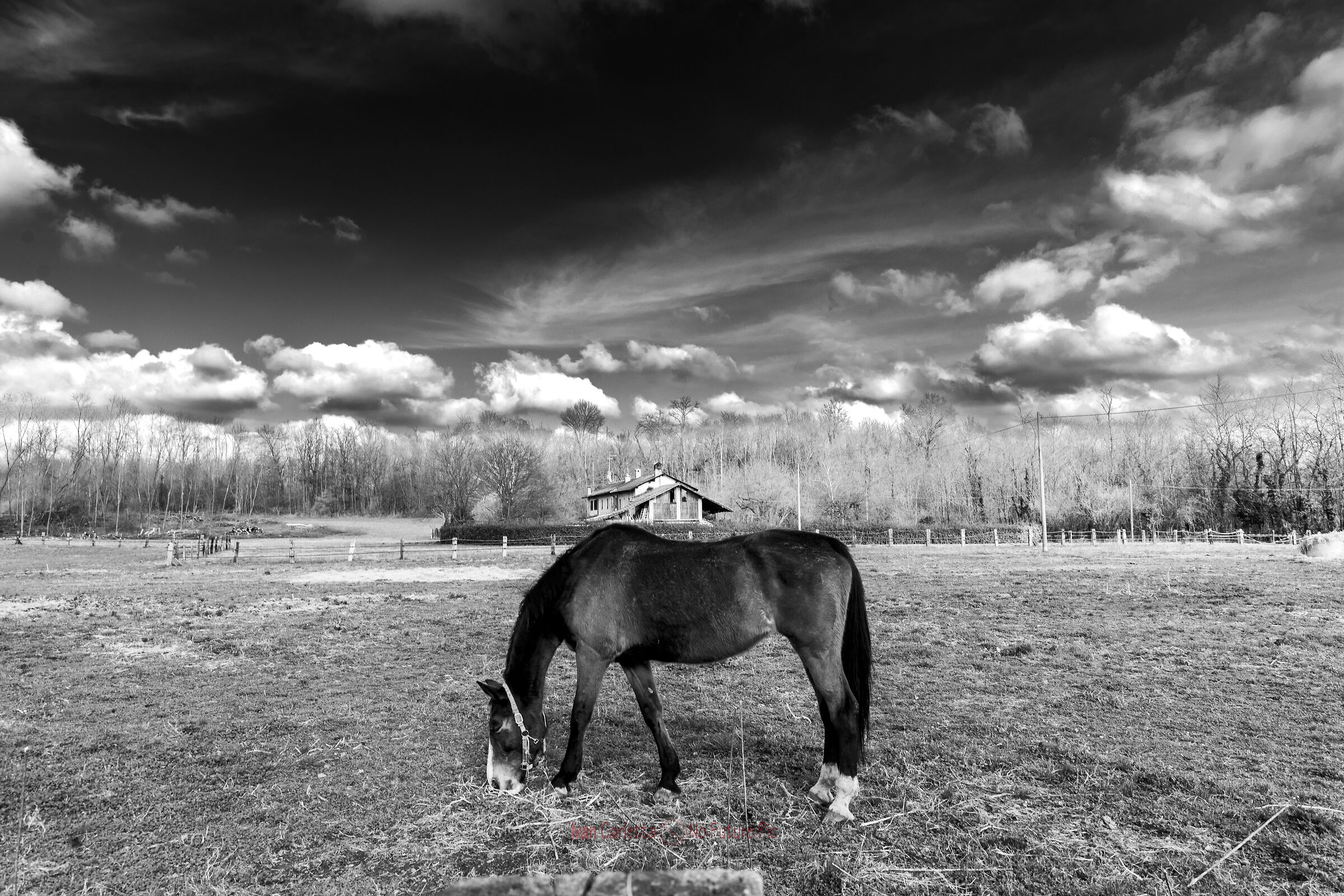 cavallo