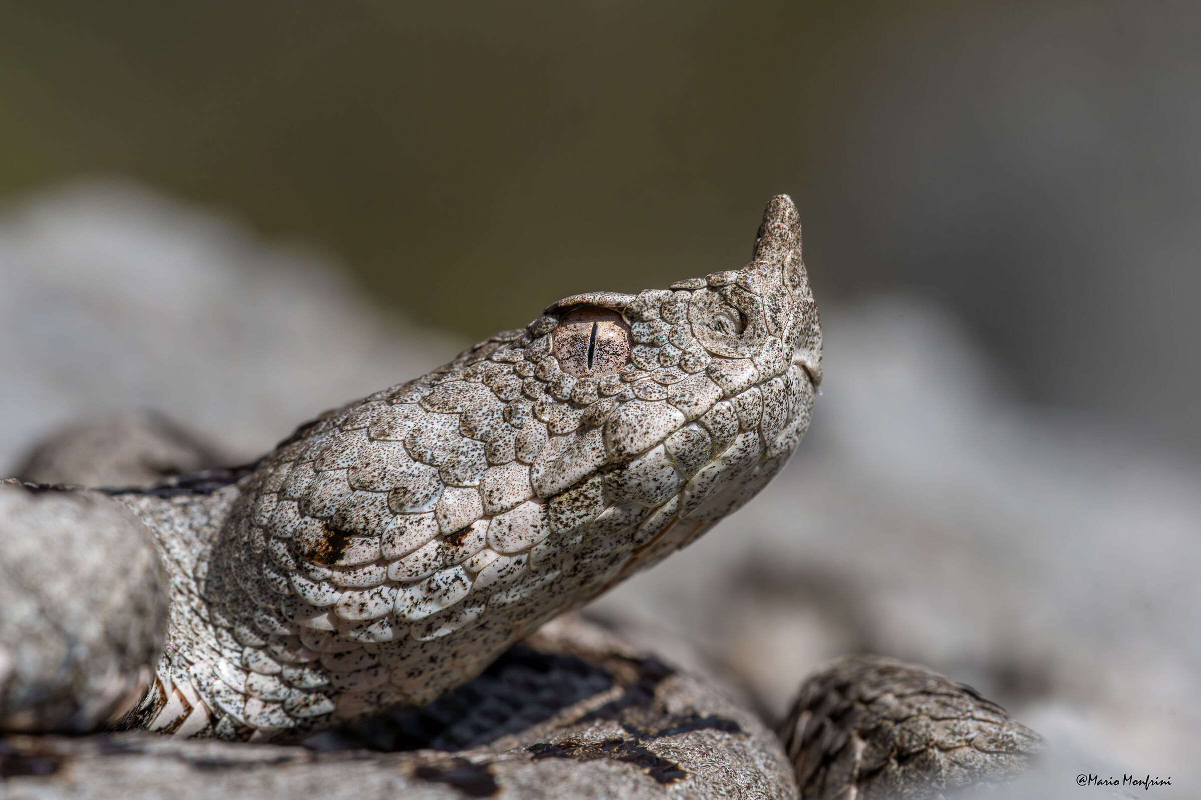 Vipera dal corno (Vipera ammodytes)