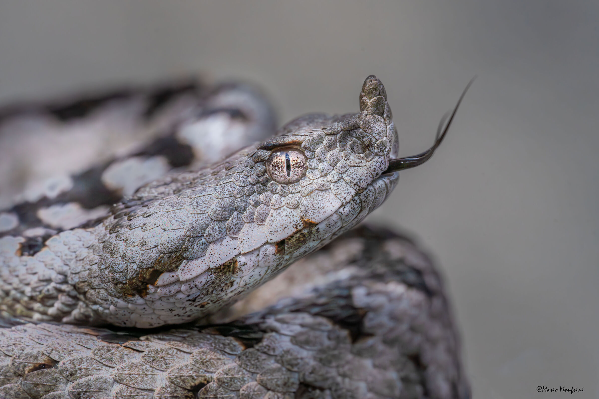 Vipera dal corno (Vipera ammodytes)