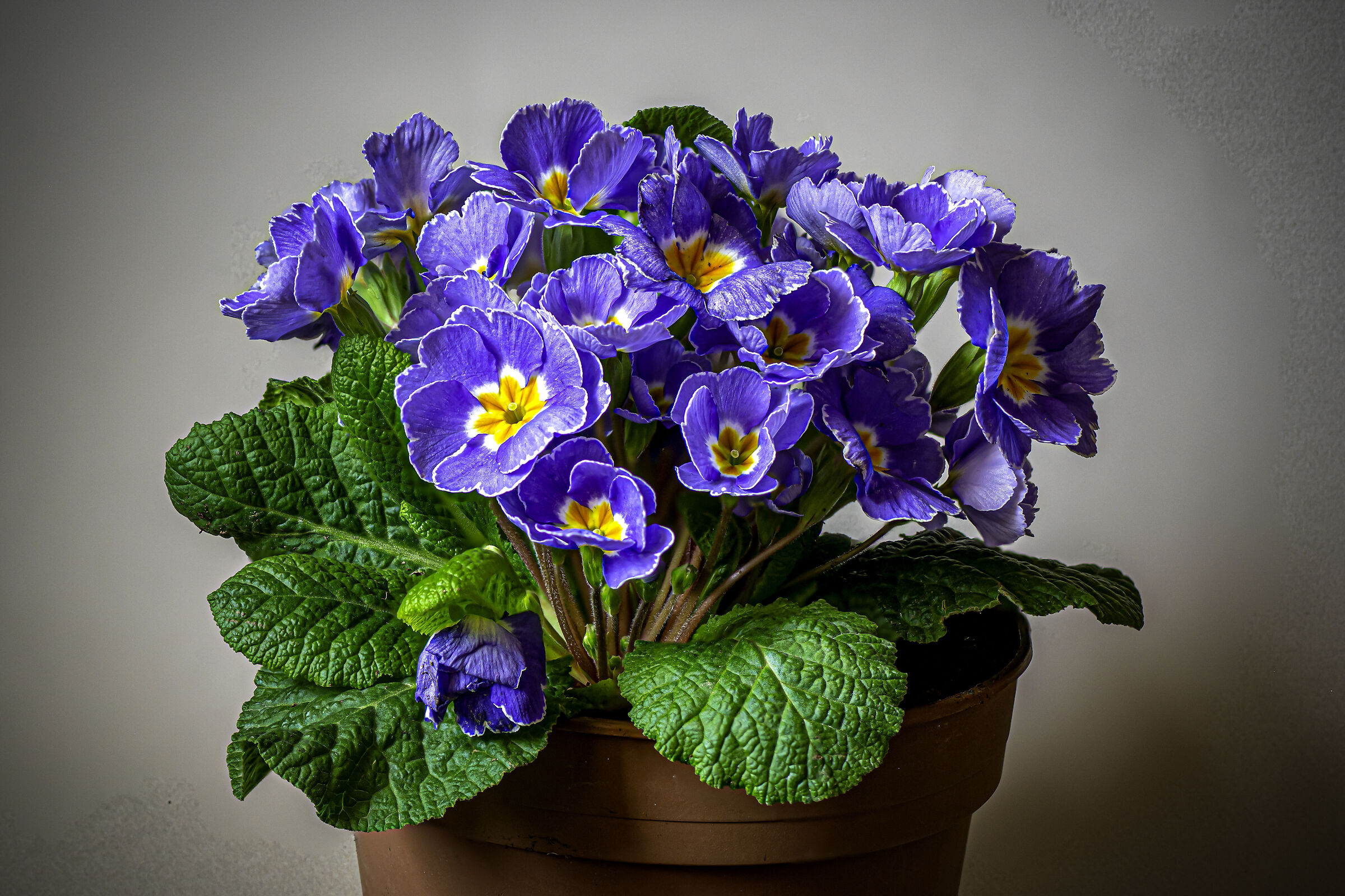 Almost spring
