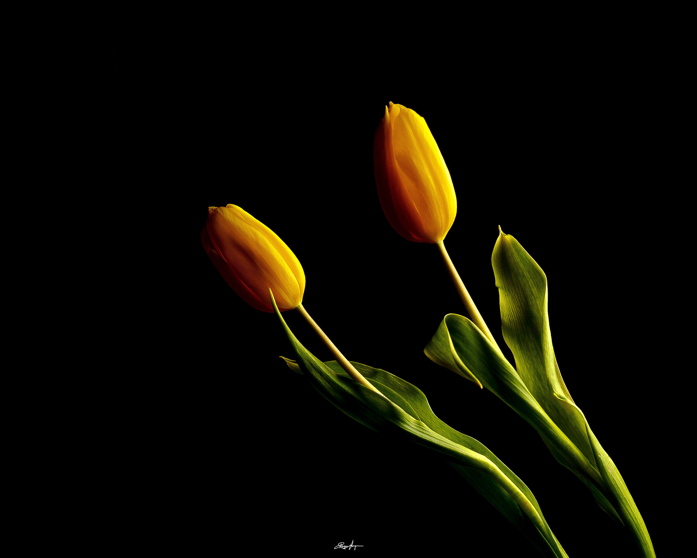 Tulips