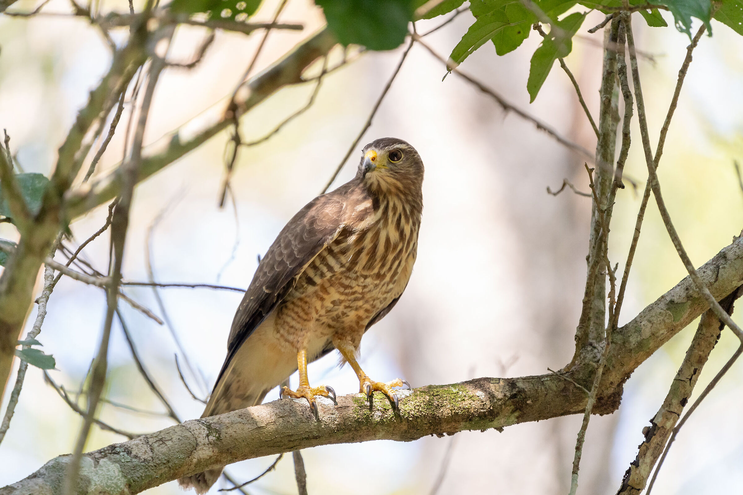 Rupornis magnirostris