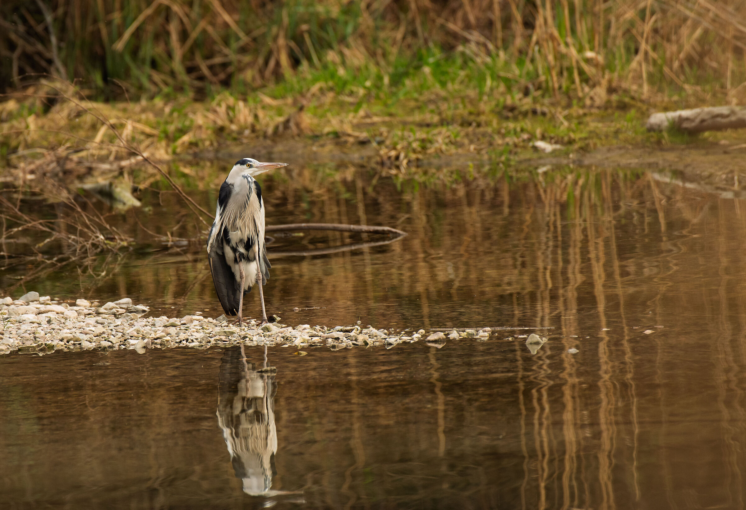 Great Blue Heron