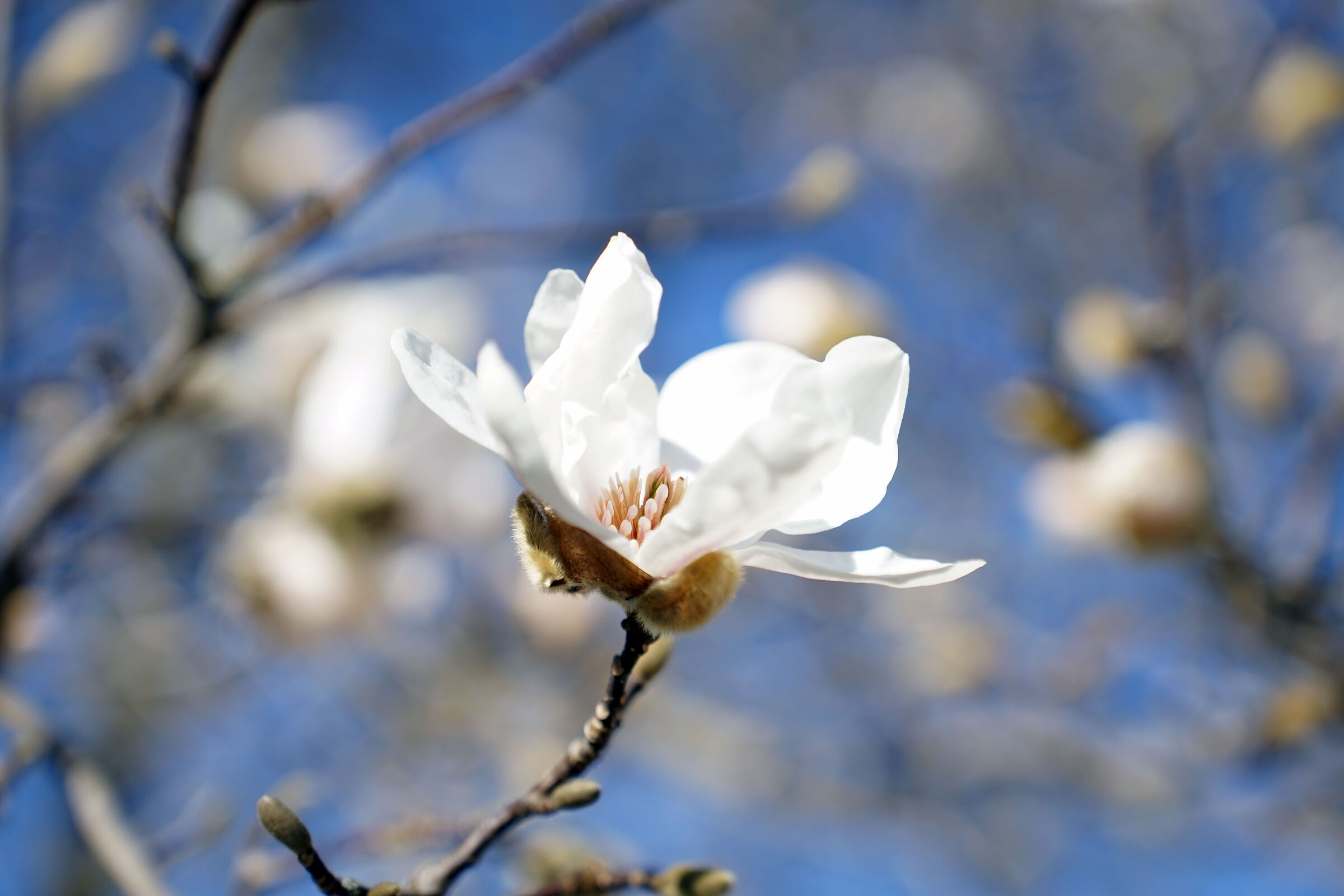 Una delicata magnolia stellata magnifica la primavera