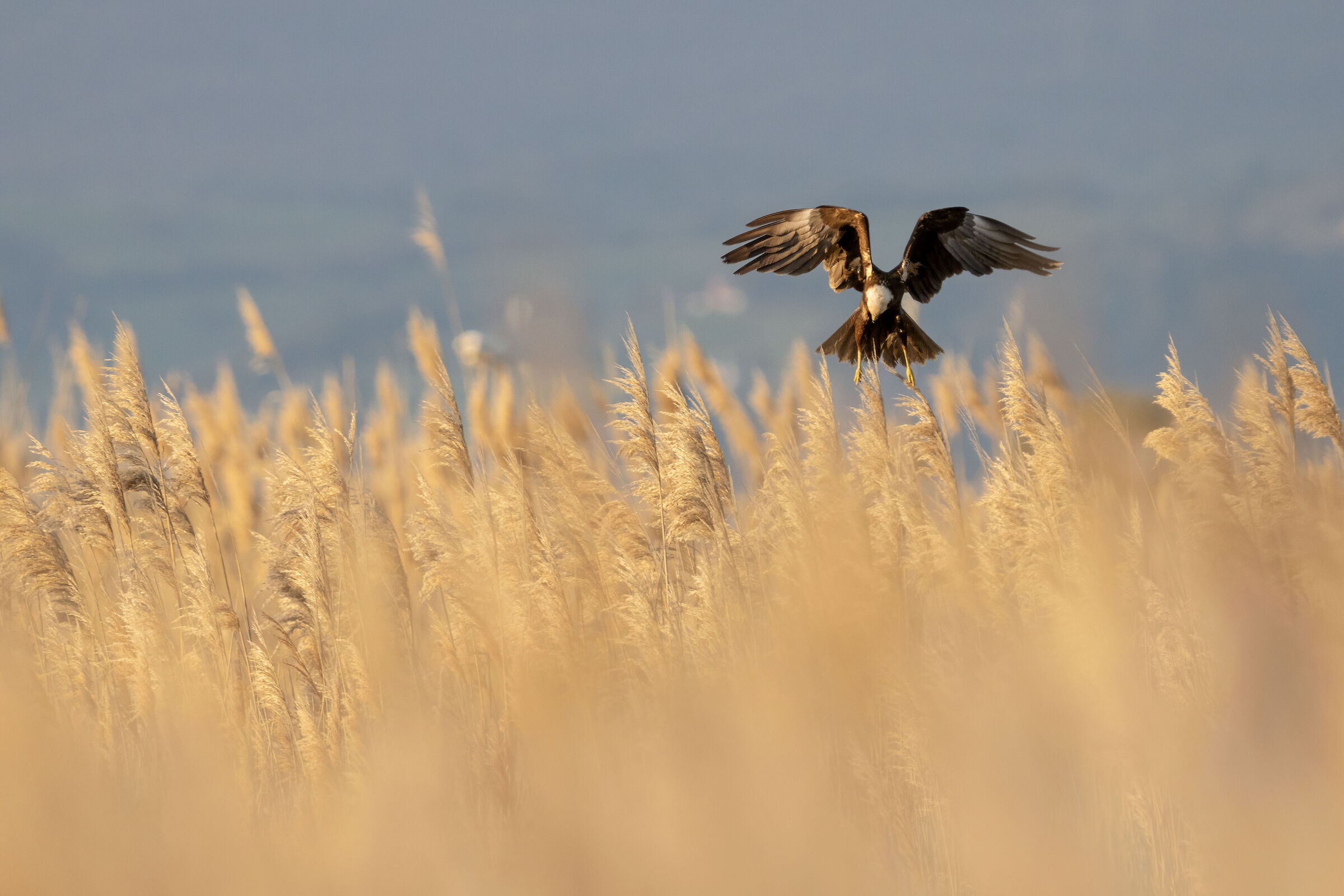 Marsh Harrier