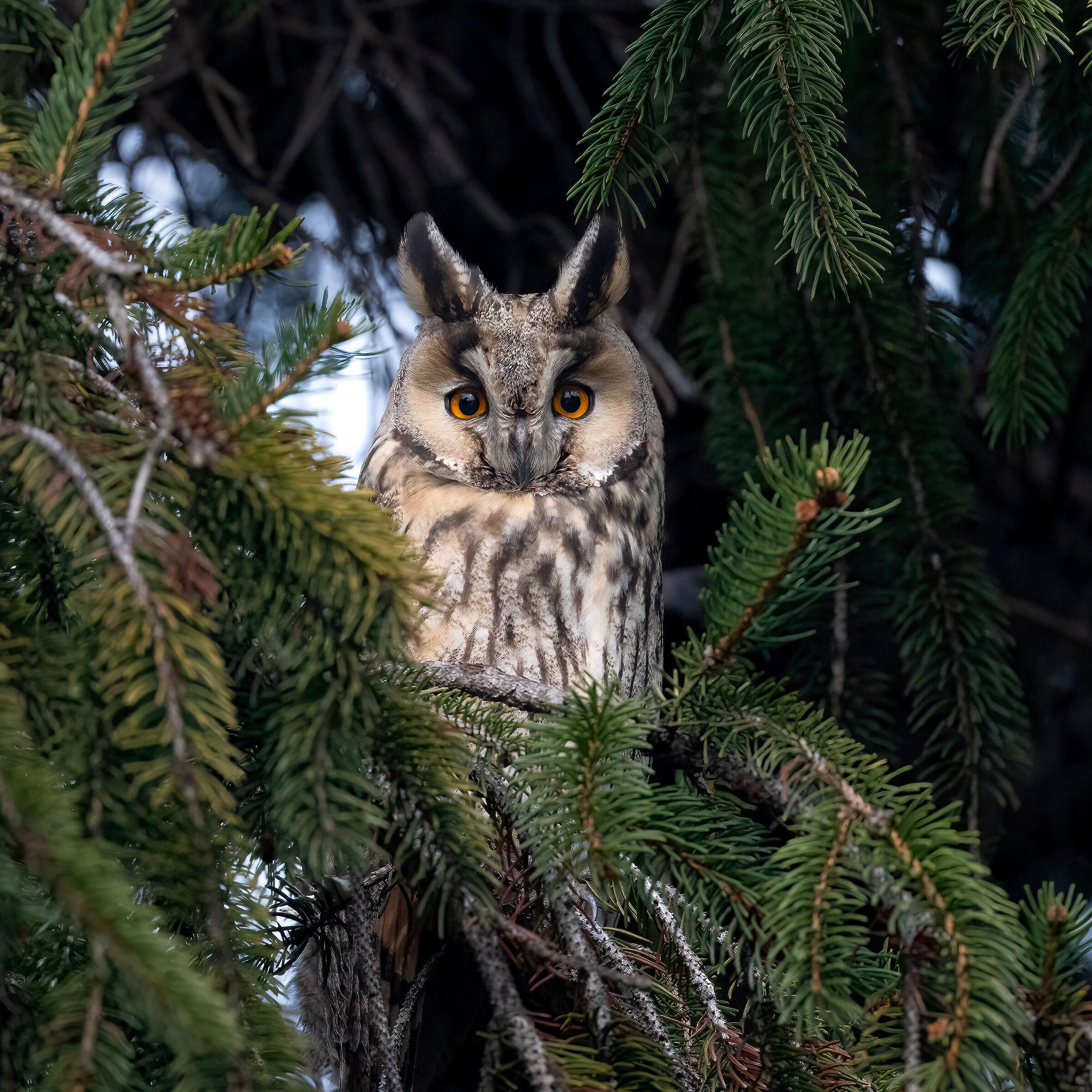 Owl ( Asio otus )