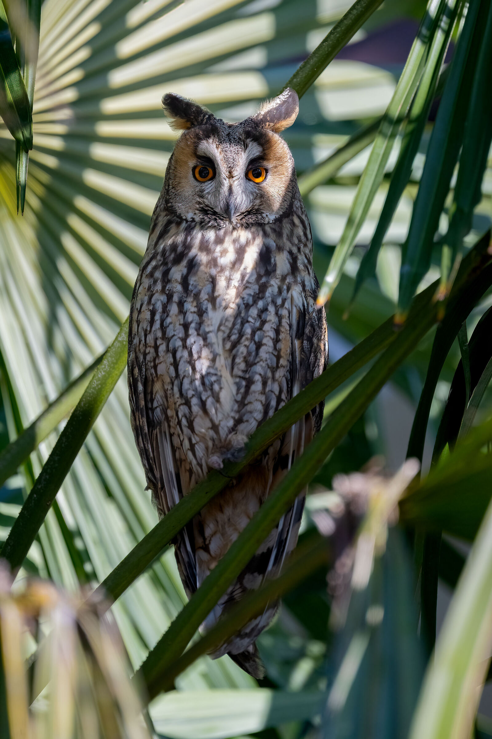 Owl ( Asio otus )