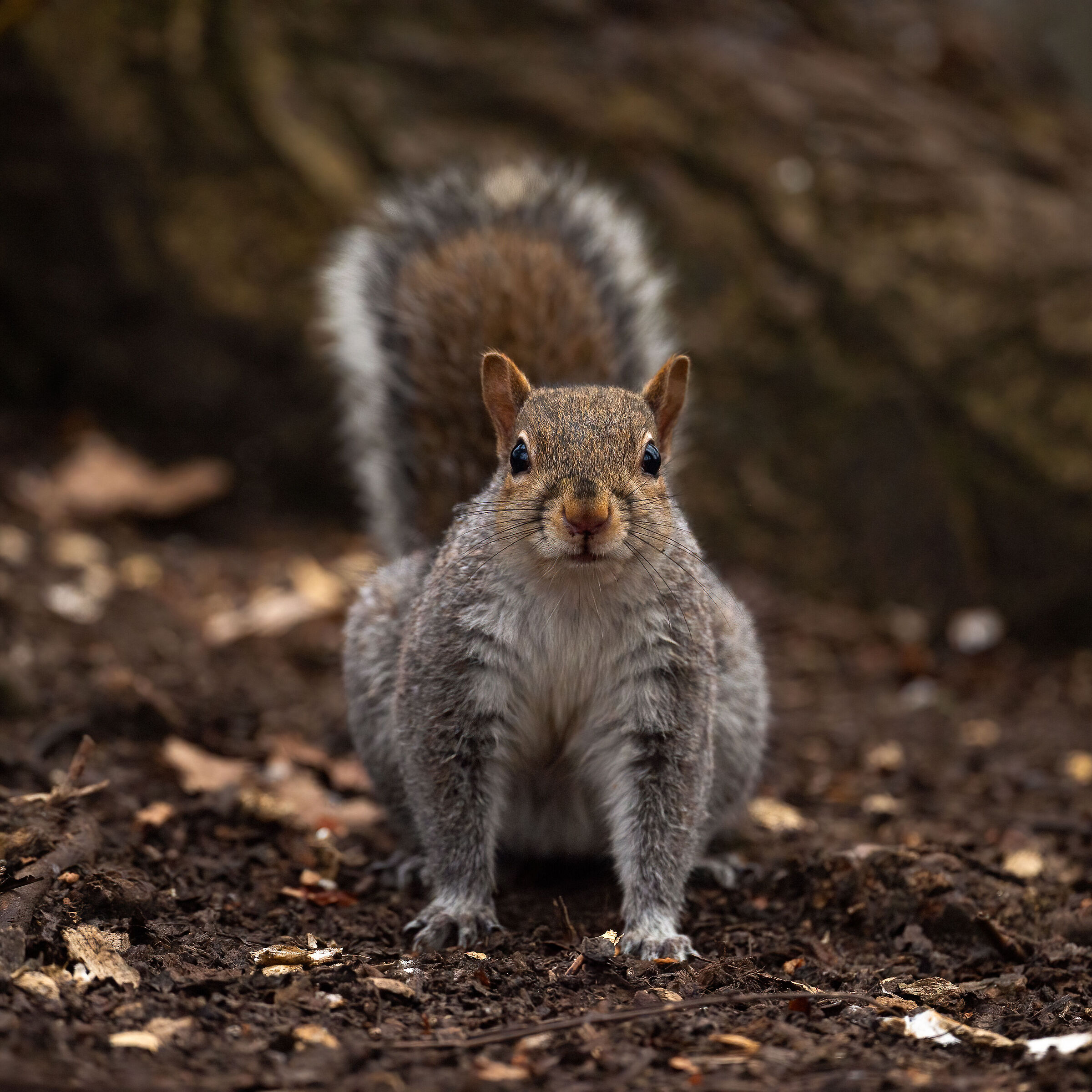 Scoiattolo Grigio - Turin