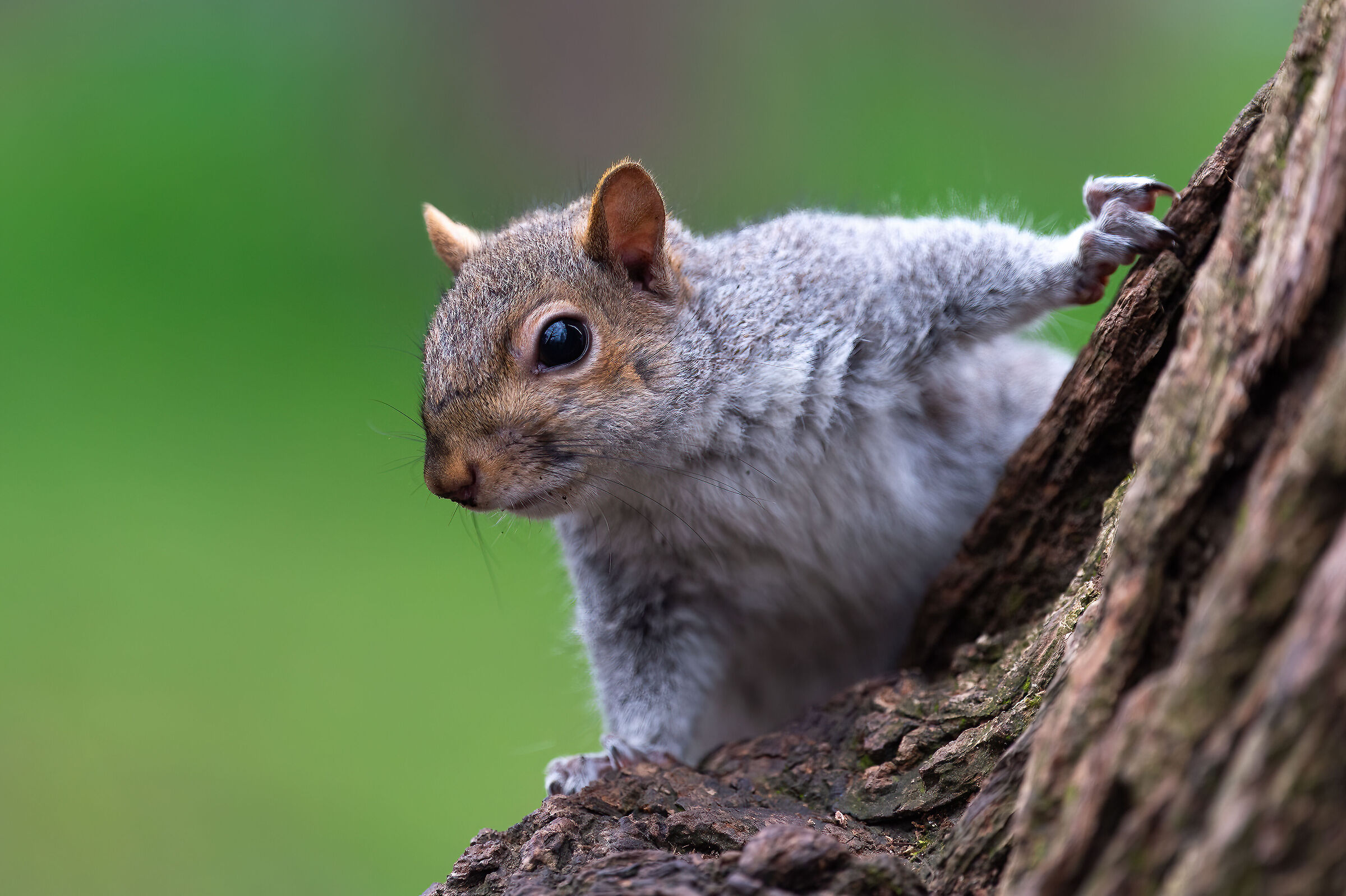 Scoiattolo Grigio - Turin