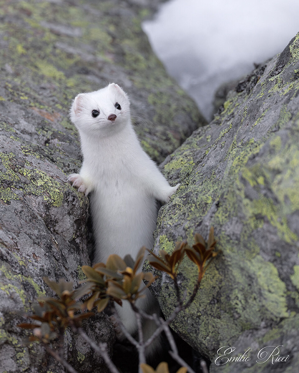 Ermine