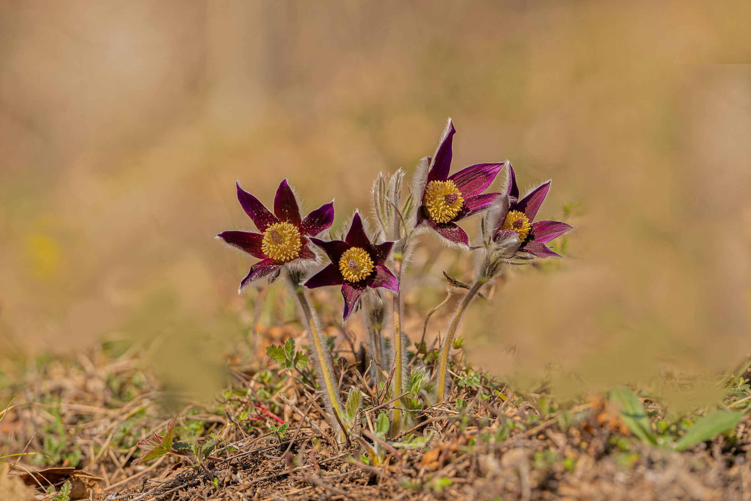 Pulsatilla montana